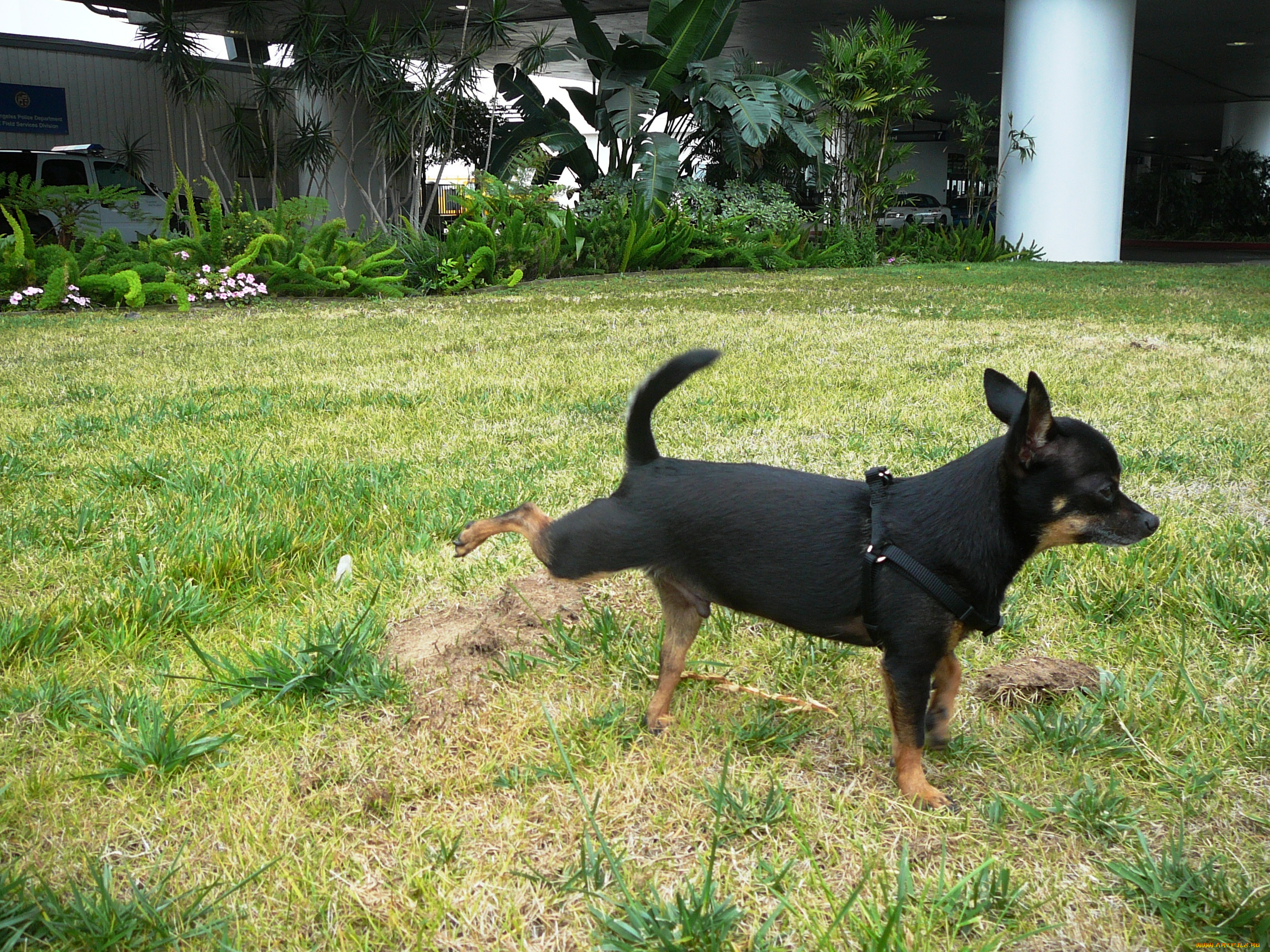 животные, собаки, собака