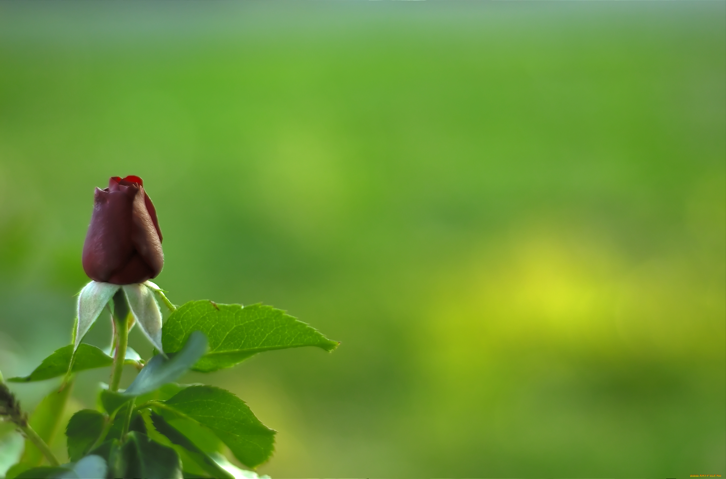 цветы, розы, бутон, роза, цветок, зелень