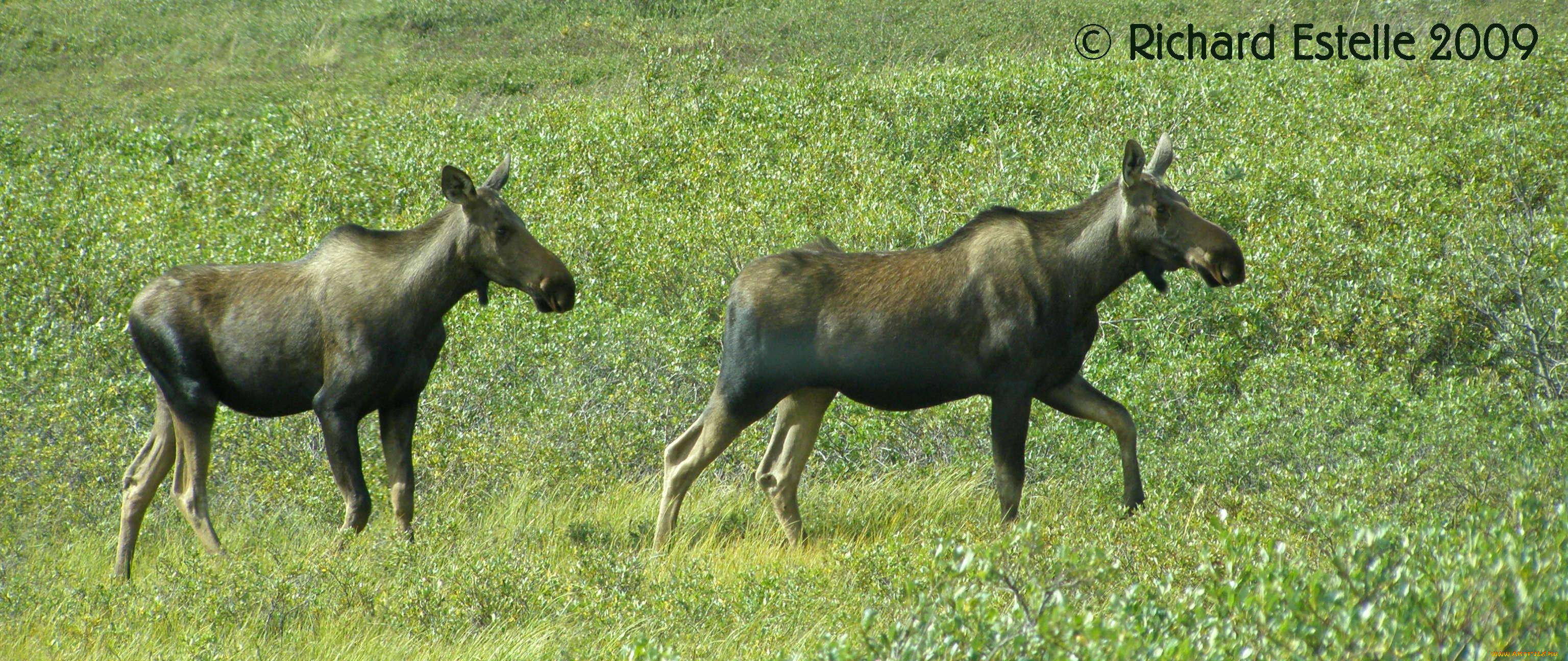 животные, лоси