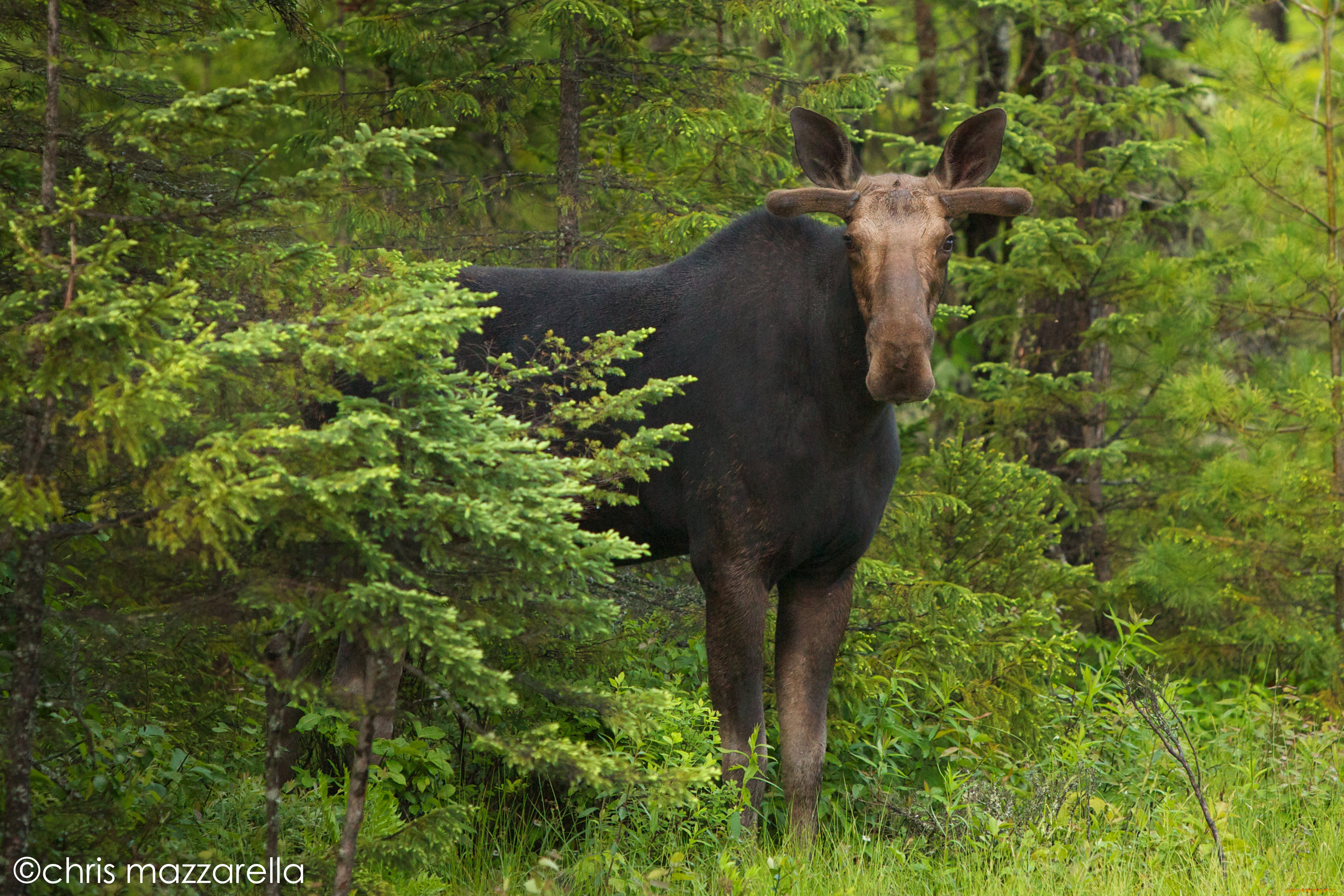 животные, лоси, лось