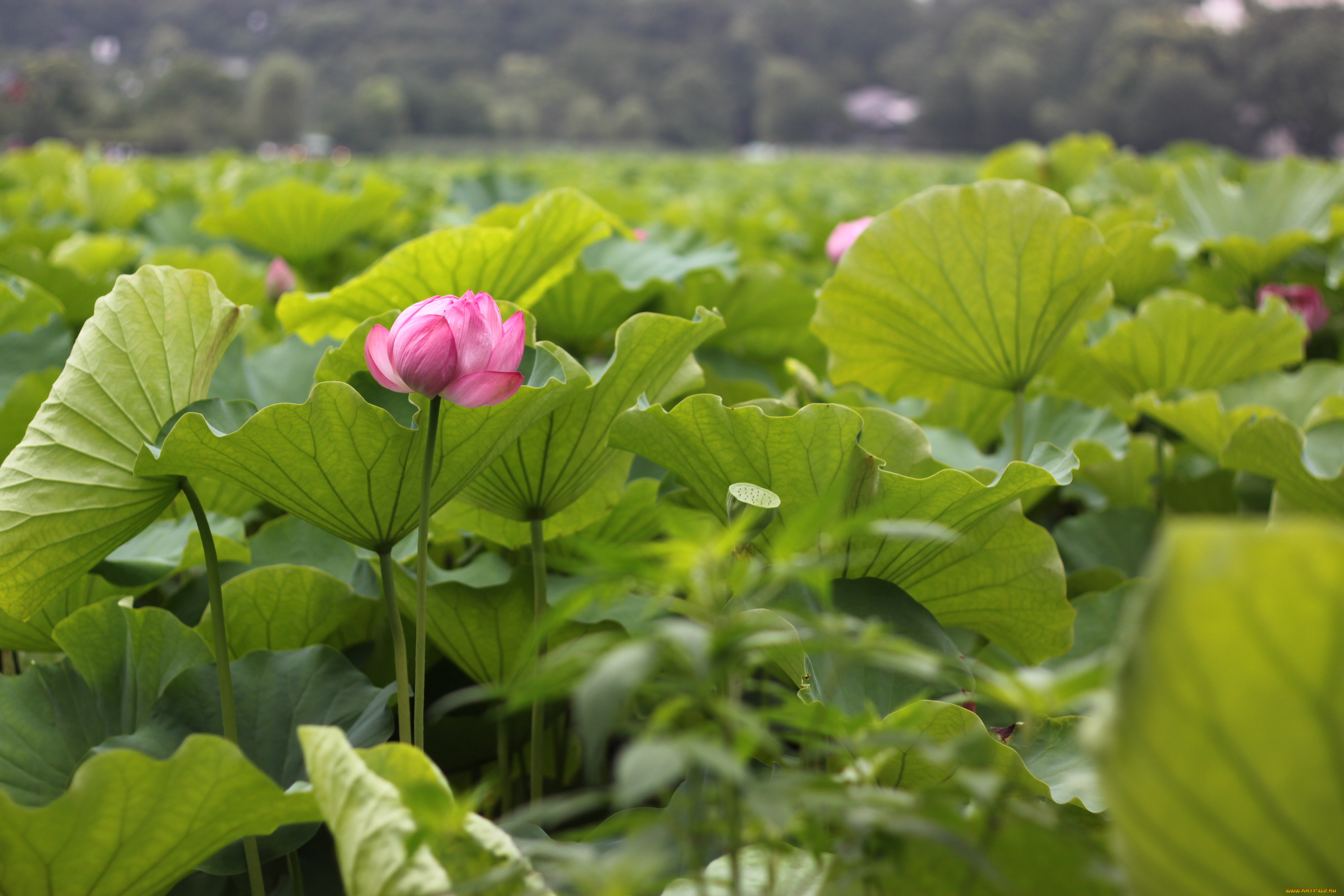 цветы, лотосы, лотос
