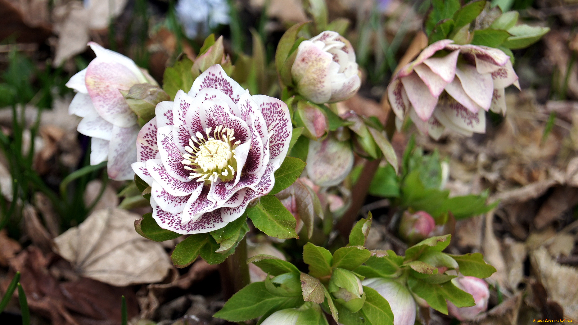 цветы, геллеборус, морозник
