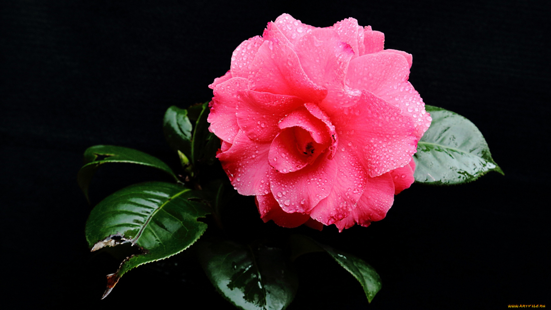 цветы, камелии, капли, розовый