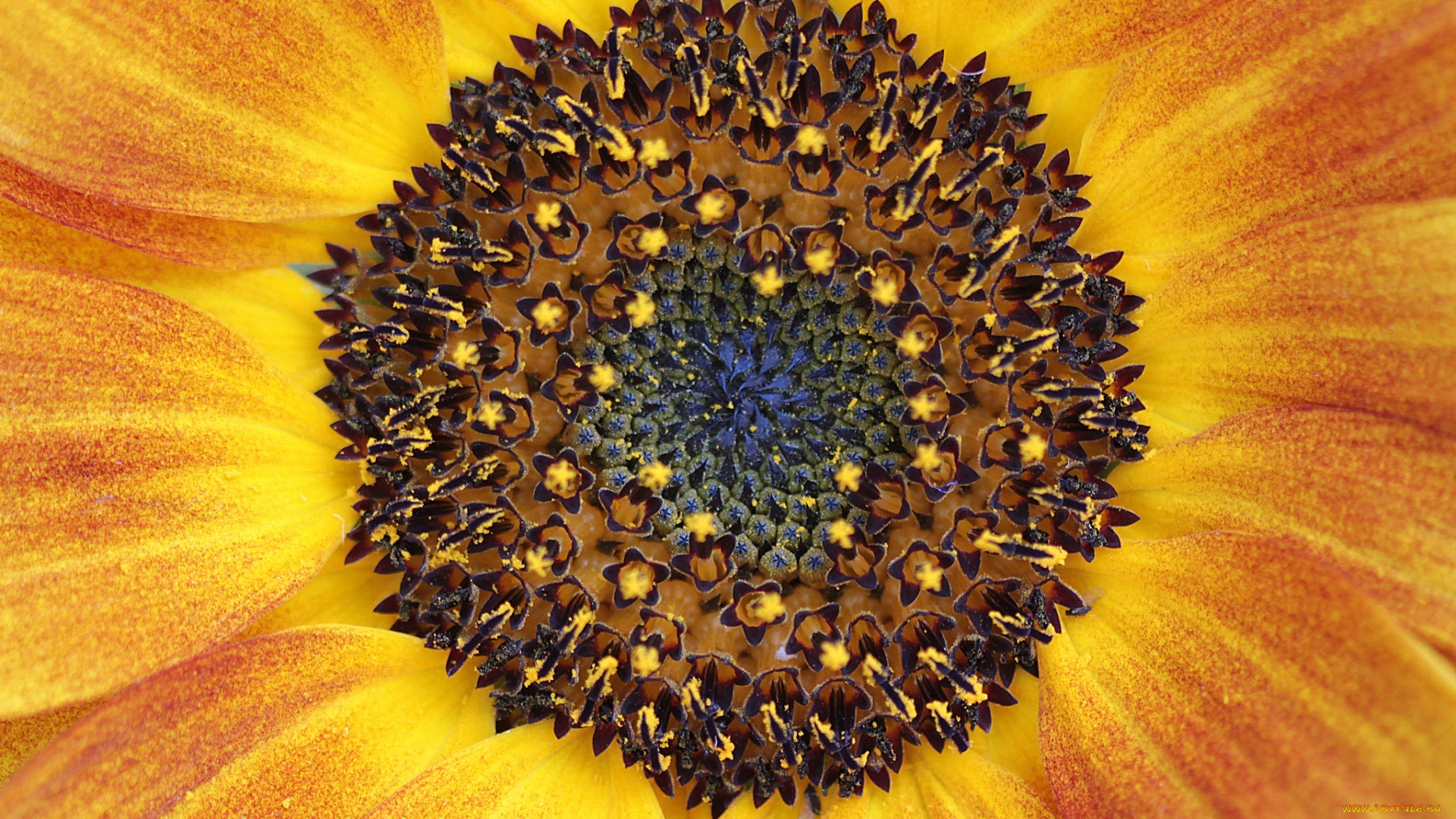 цветы, подсолнухи, макро