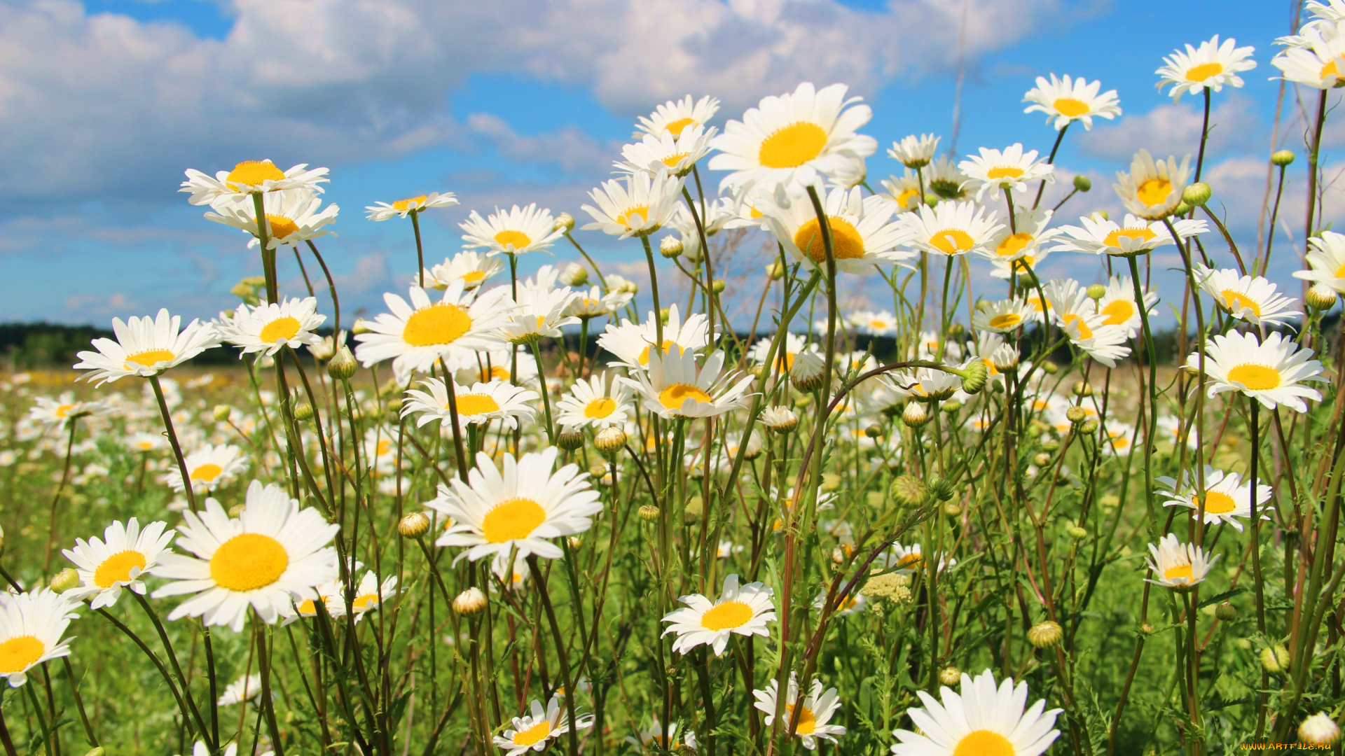 цветы, ромашки, луг, лето