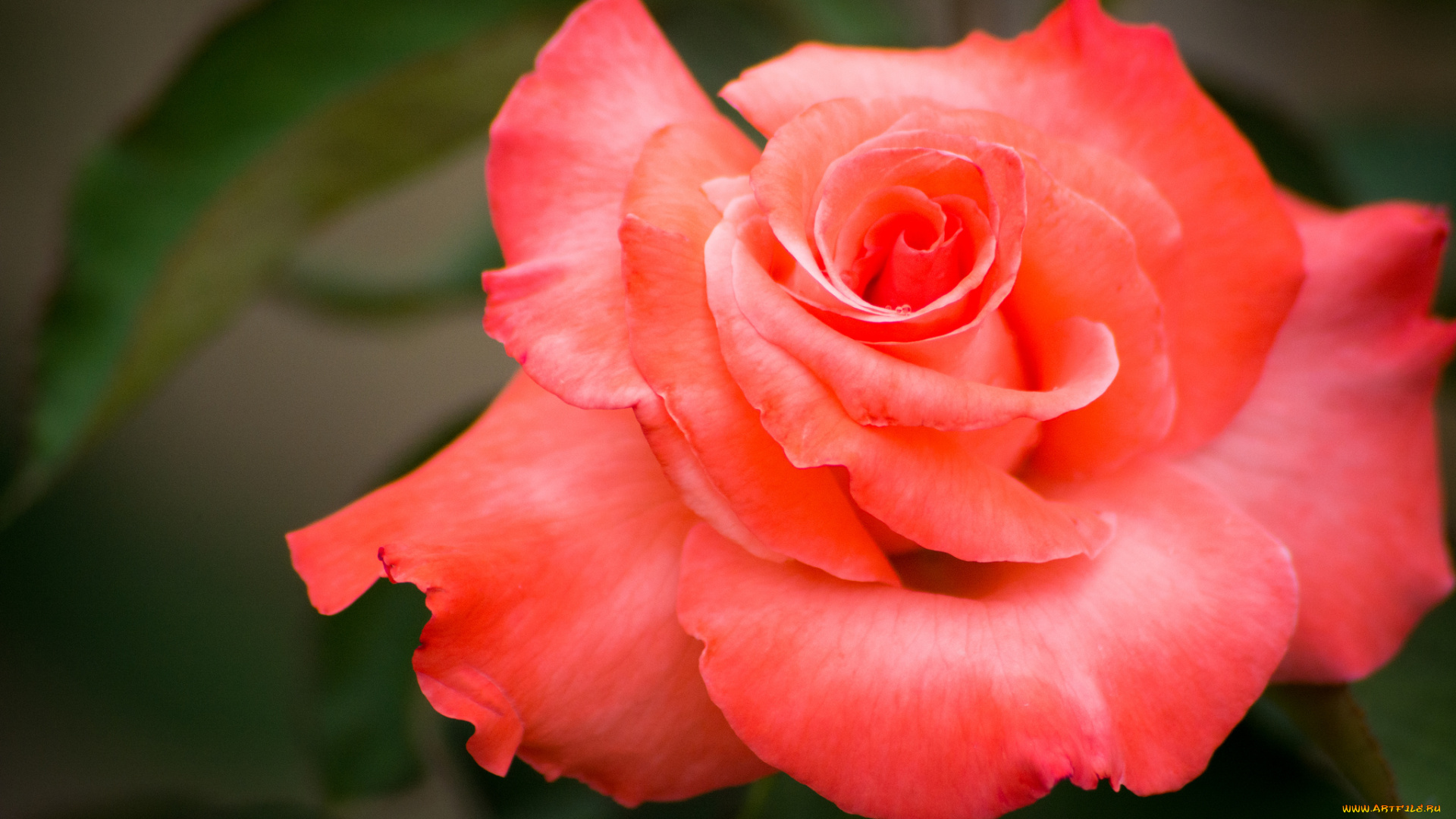 цветы, розы, королева, лепестки