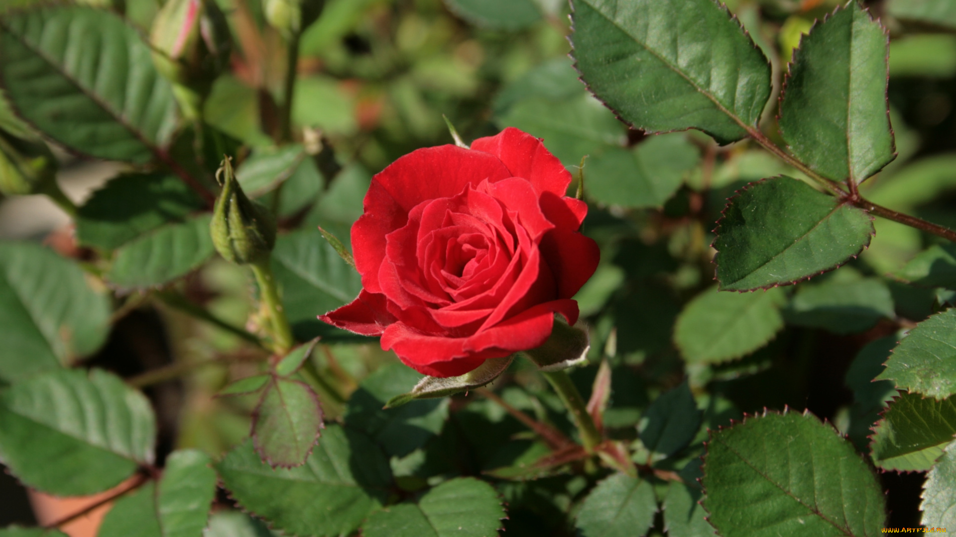 цветы, розы, красный