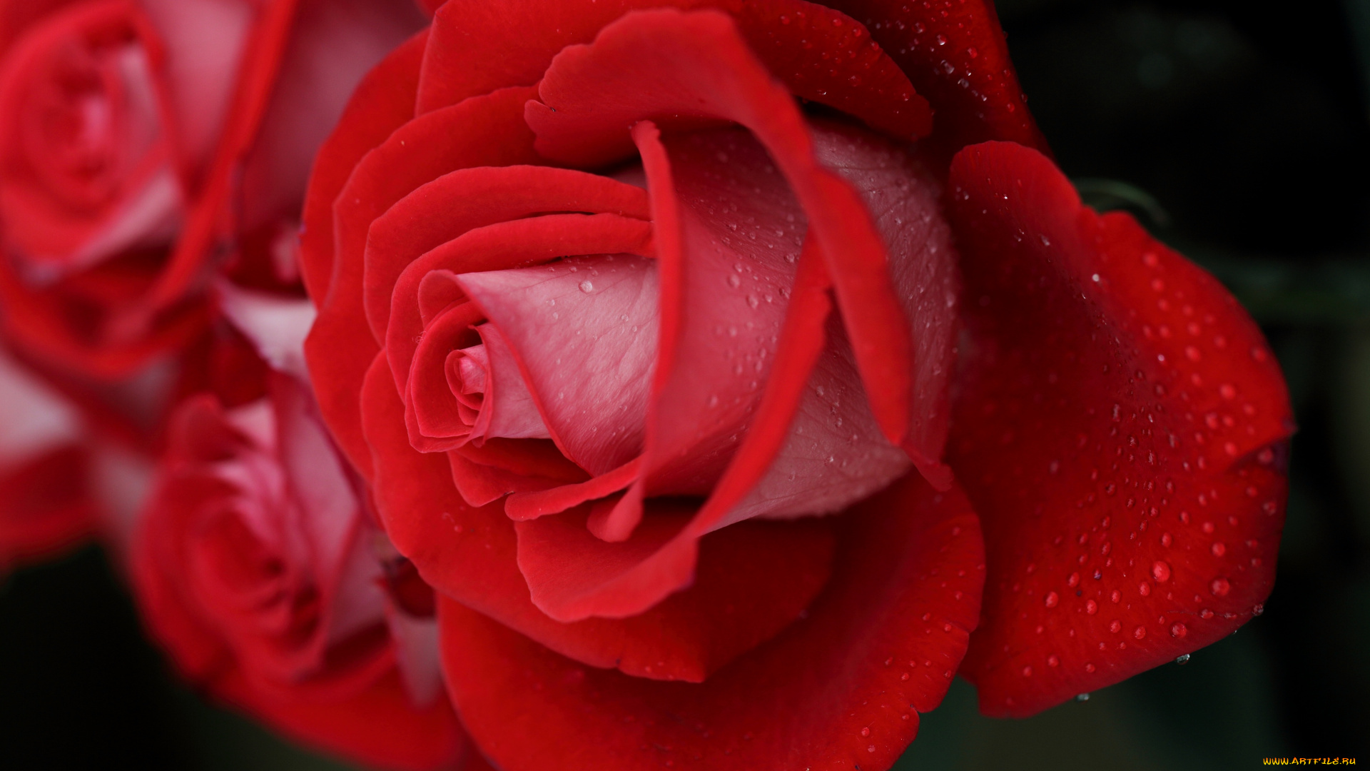 цветы, розы, лепестки