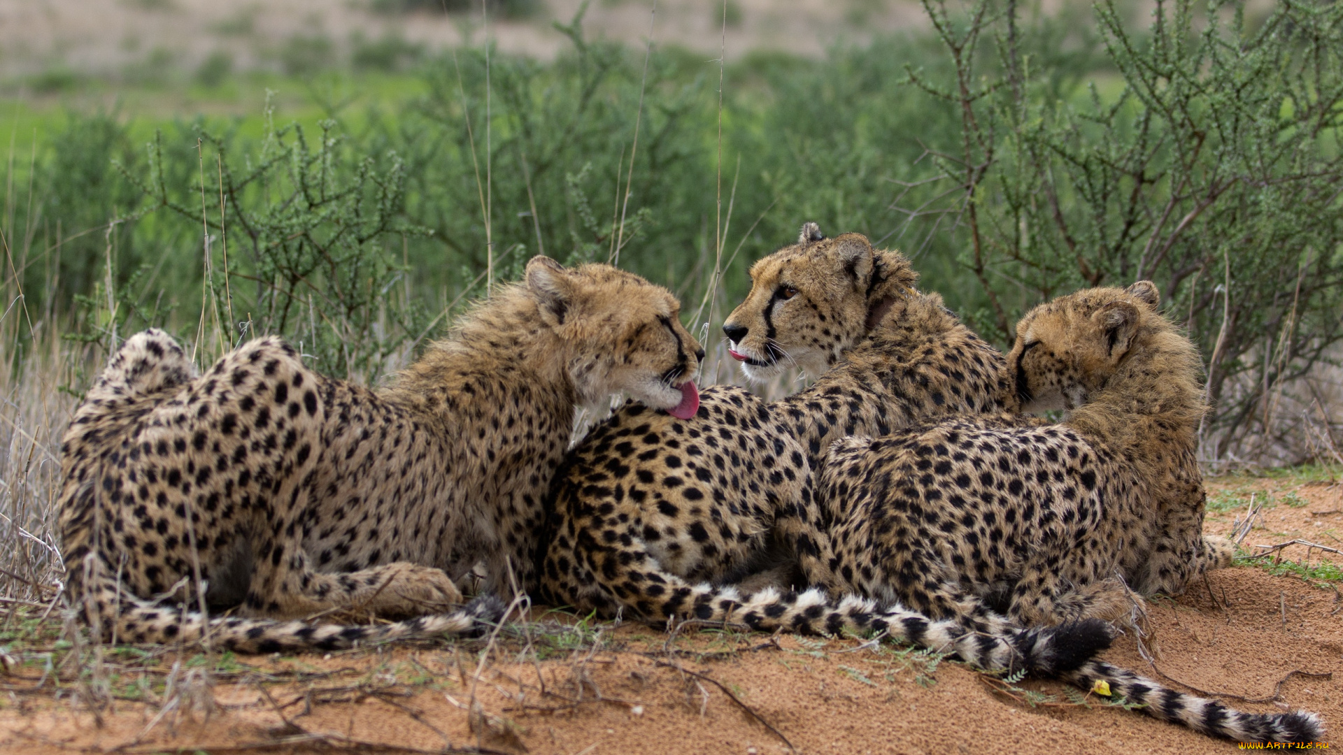 животные, гепарды, семья