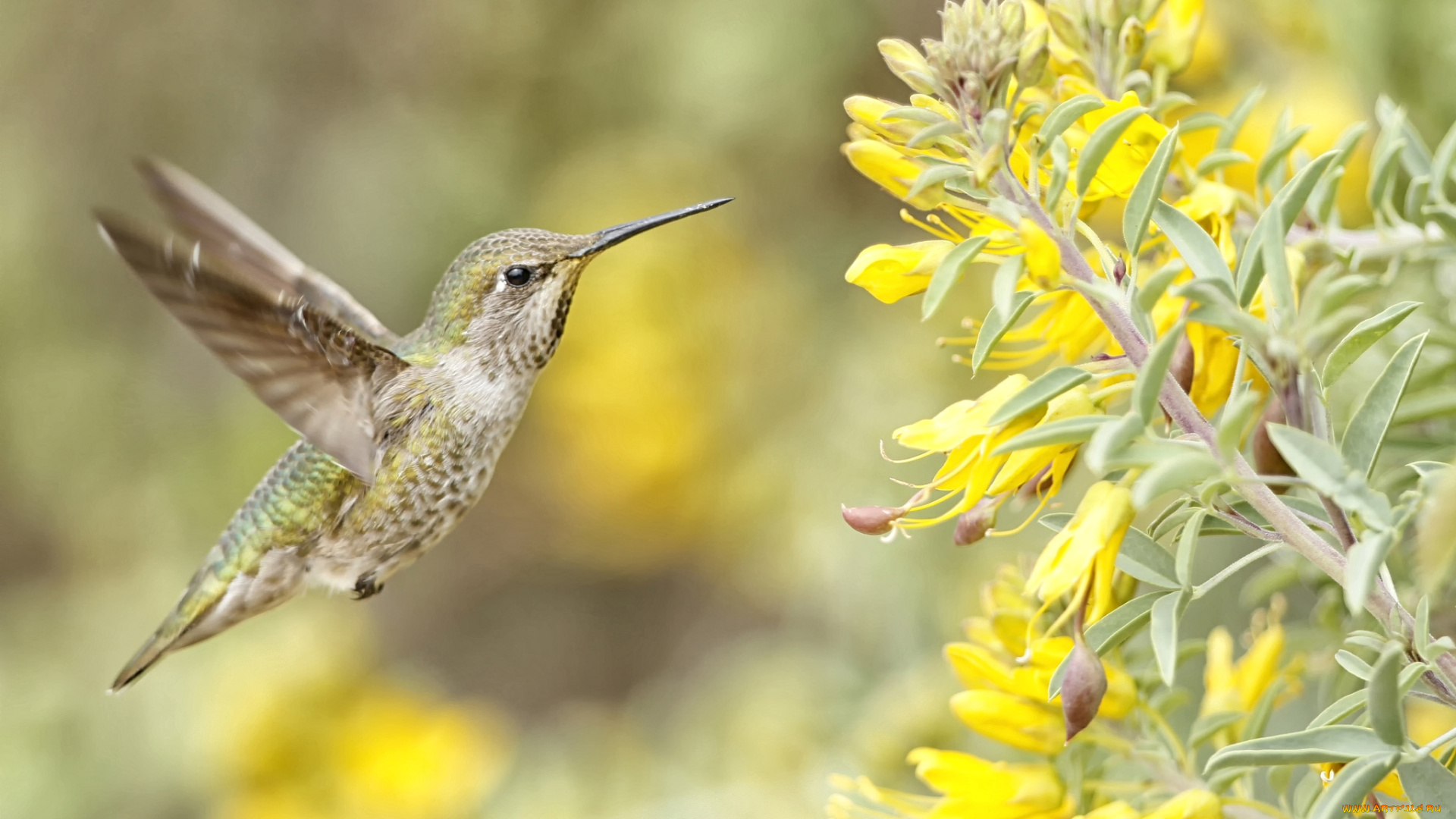 животные, колибри, кроха, полет, цветы