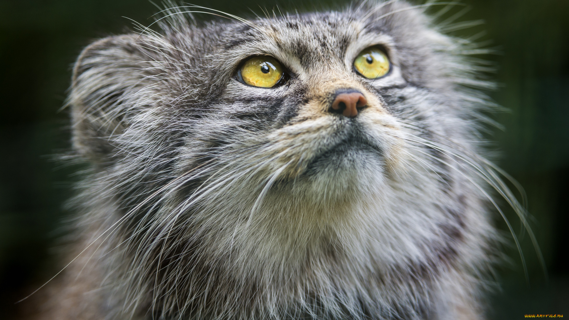 животные, манулы, кошка