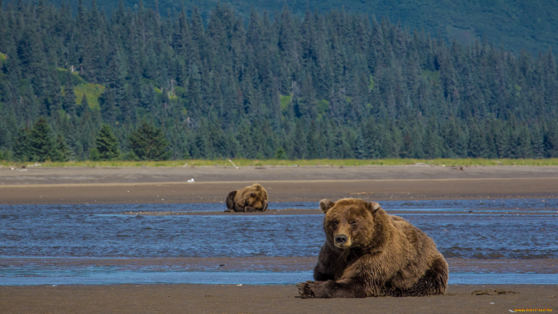 животные, медведи, бурый, лес, река