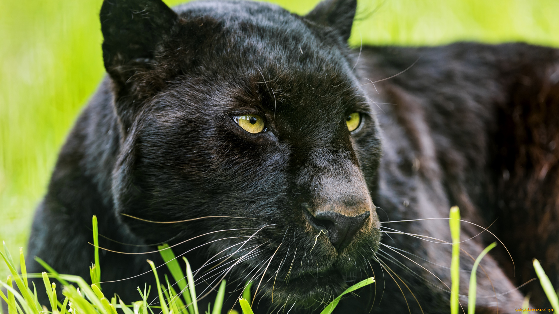 животные, пантеры, черный, ягуар