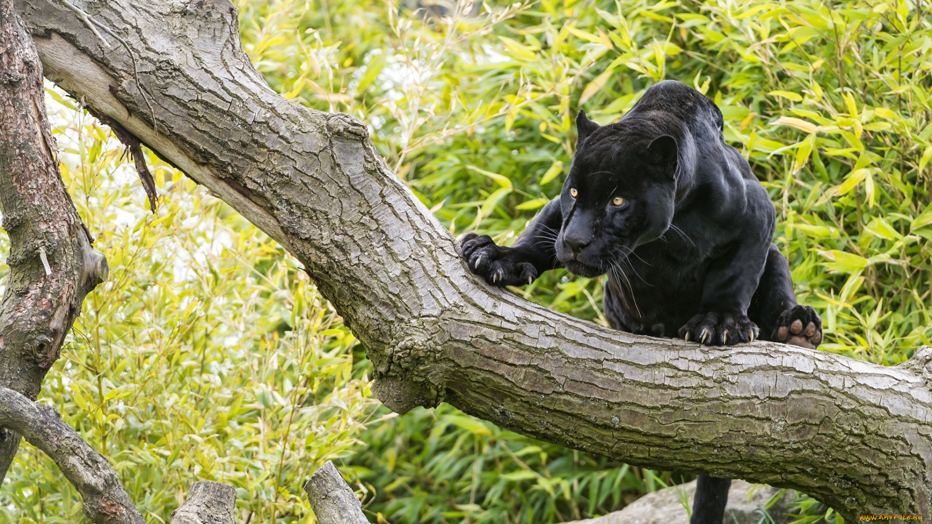 животные, пантеры, интерес, дерево, черный, ягуар