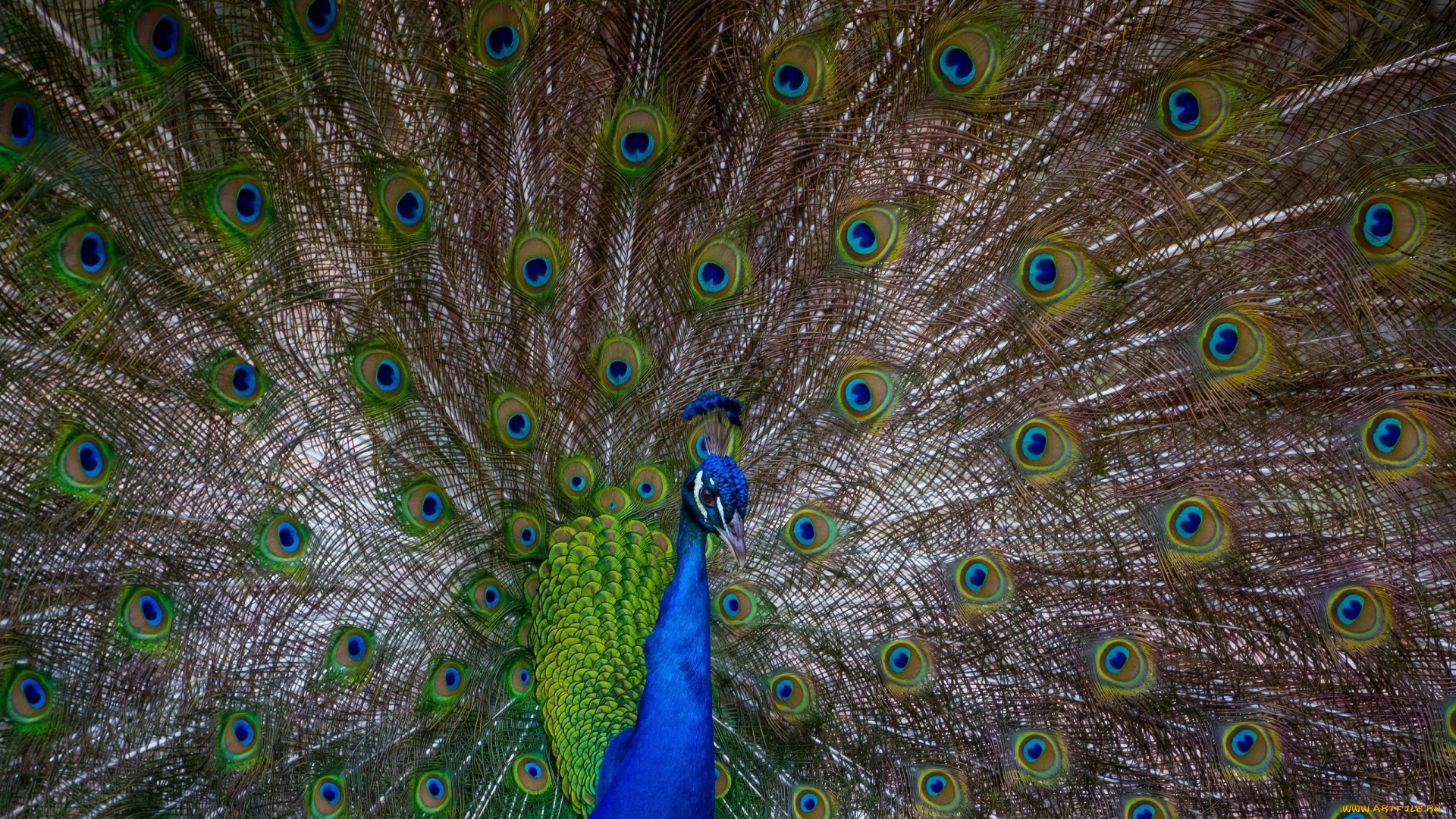 животные, павлины, павлин, хвост