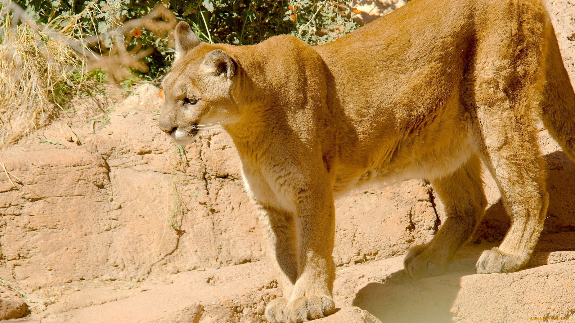 животные, пумы, кугуар, горный, лев