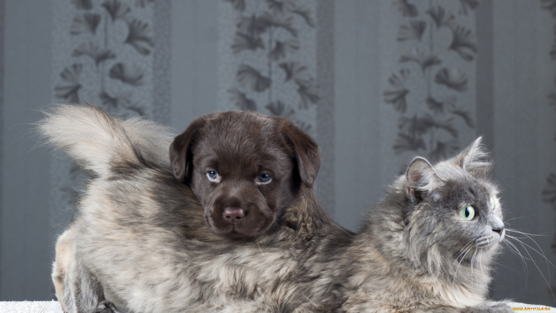 животные, разные, вместе, щенок, лабрадор, кот, собака