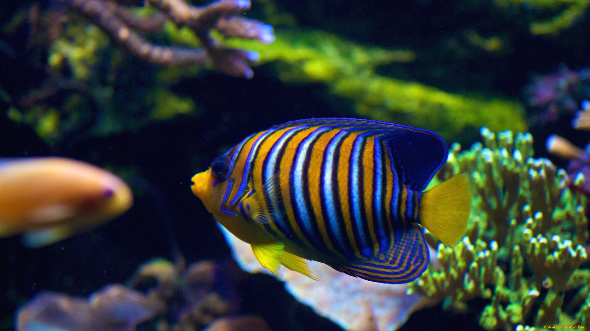 животные, рыбы, полосатый, тропики