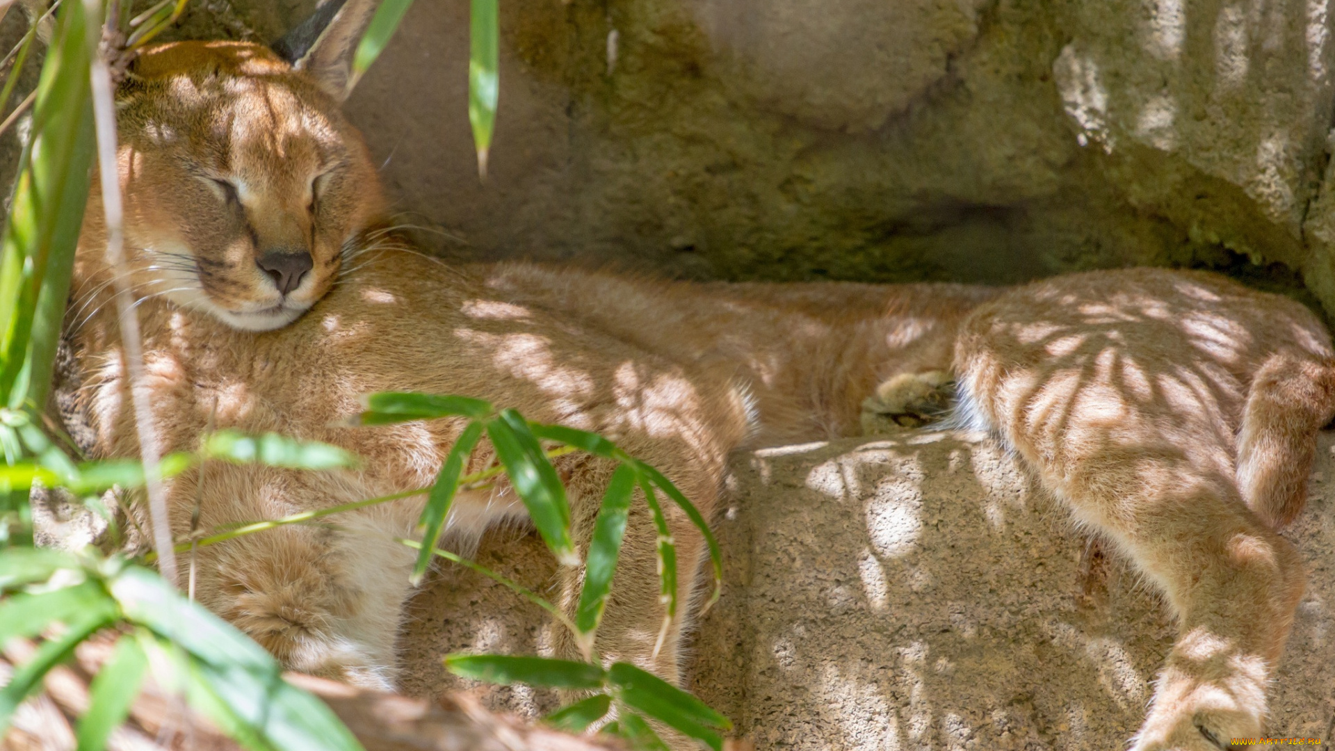 животные, рыси, сон, отдых, каракал