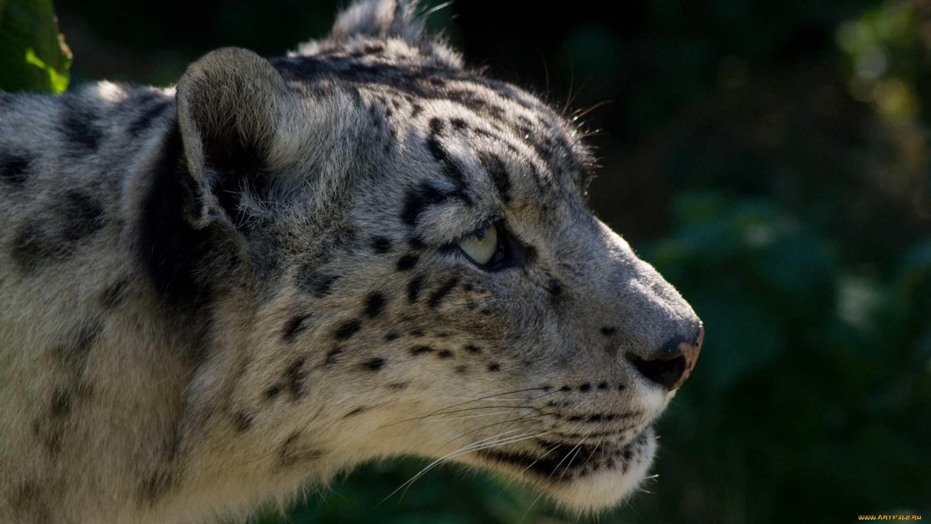 животные, снежный, барс, ирбис, морда