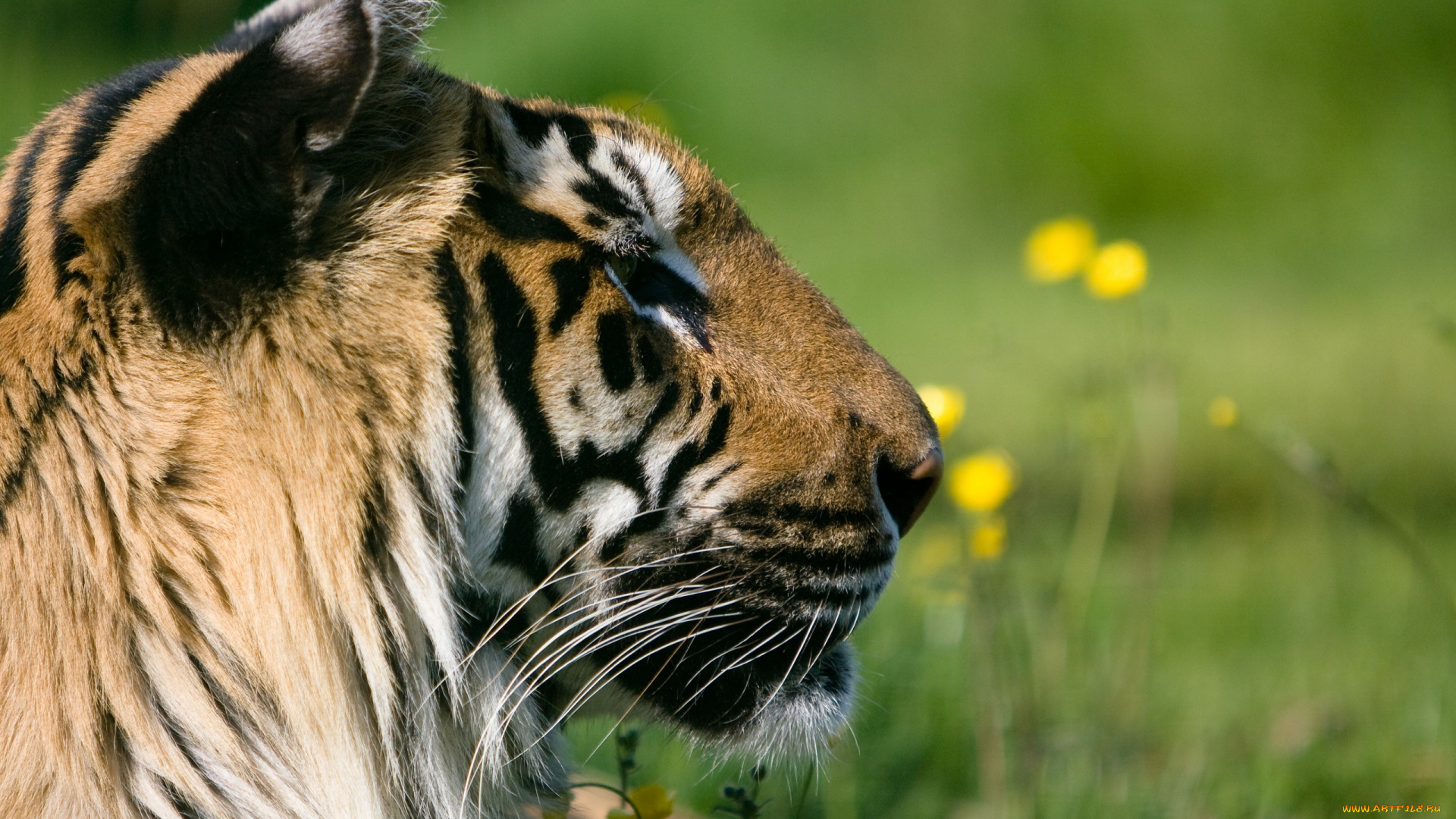 животные, тигры, отдых, профиль, морда, тигр