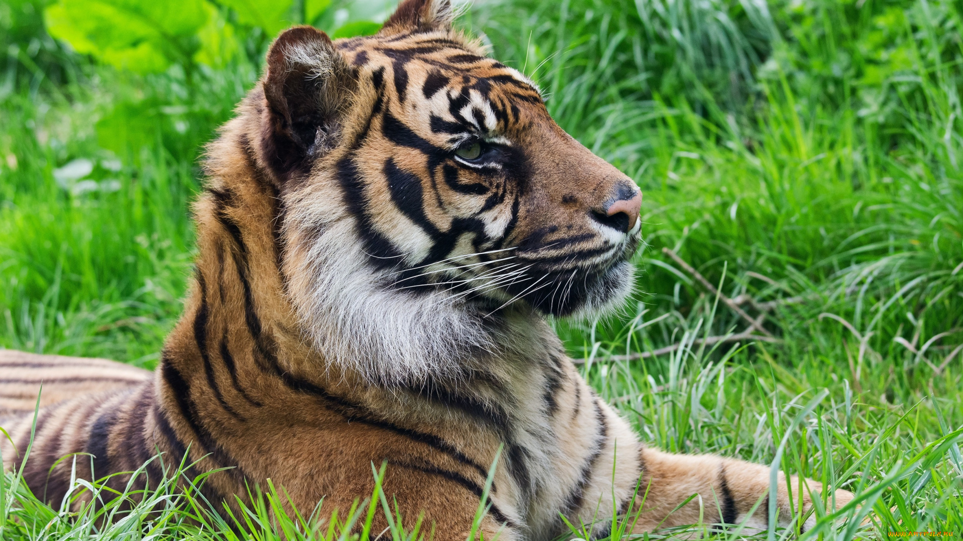 животные, тигры, тигр