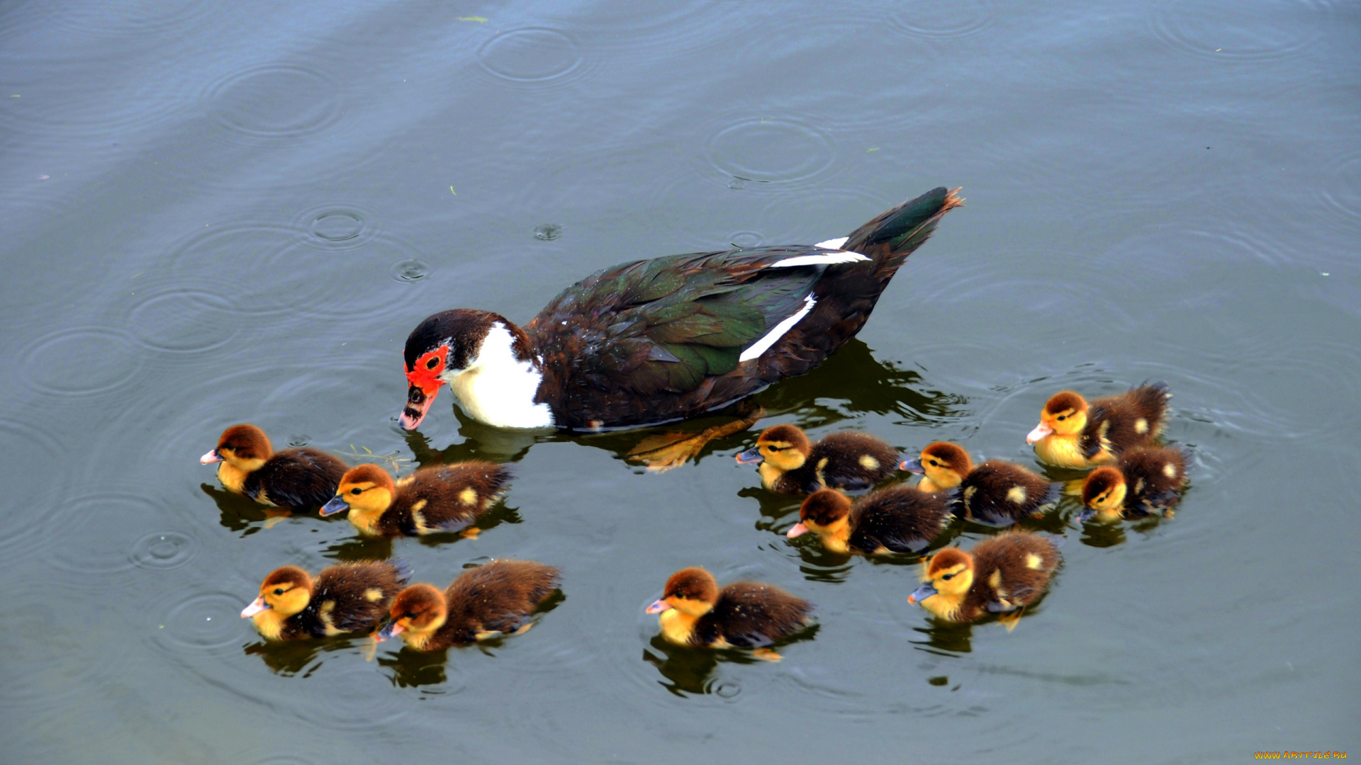 животные, утки, утята, семейка