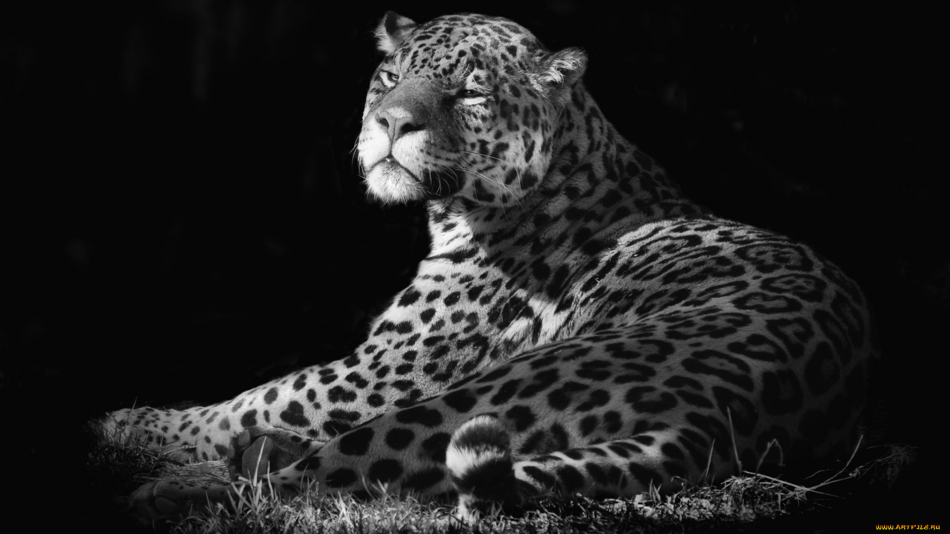 животные, Ягуары, кошка