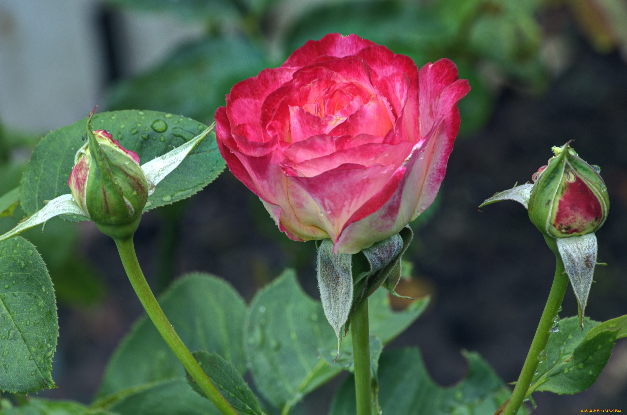 цветы, розы, бутоны, розовый