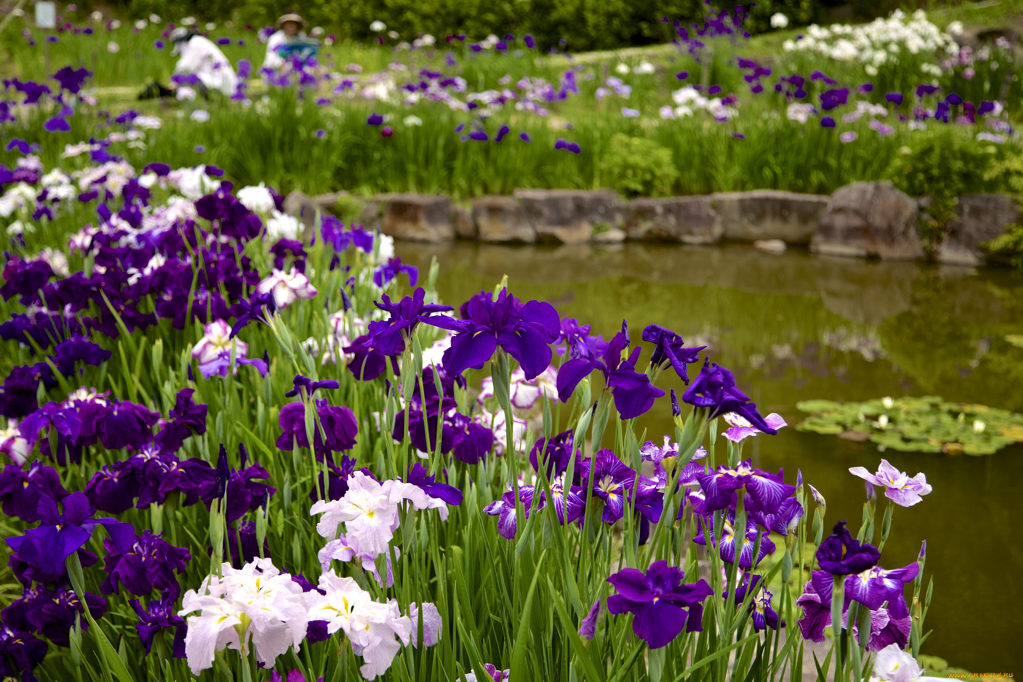 цветы, ирисы, японские