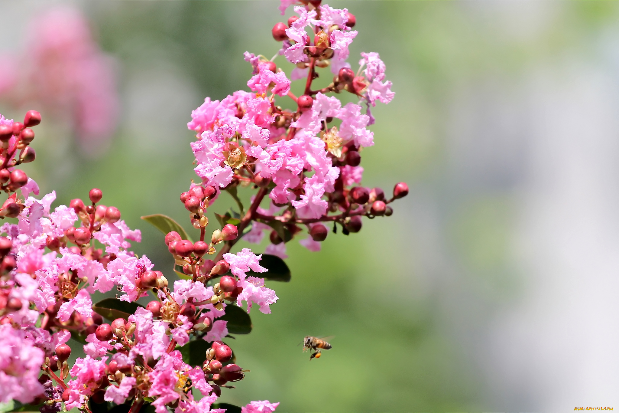 цветы, лагерстрёмия, пчела, розовый