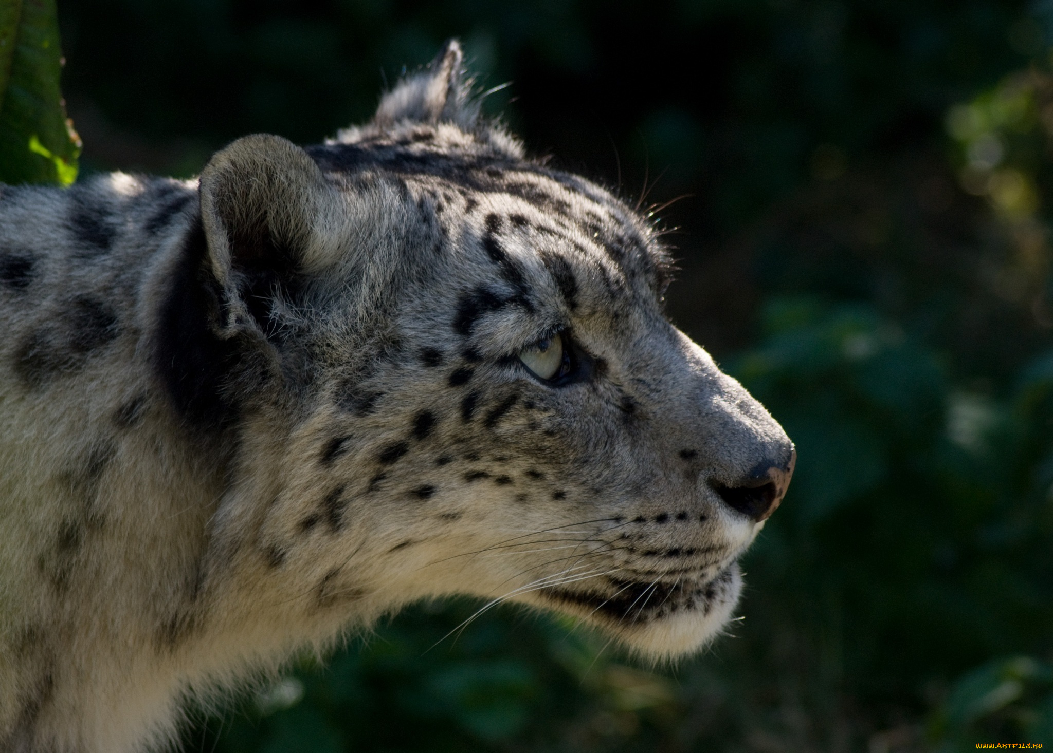 животные, снежный, барс, ирбис, морда