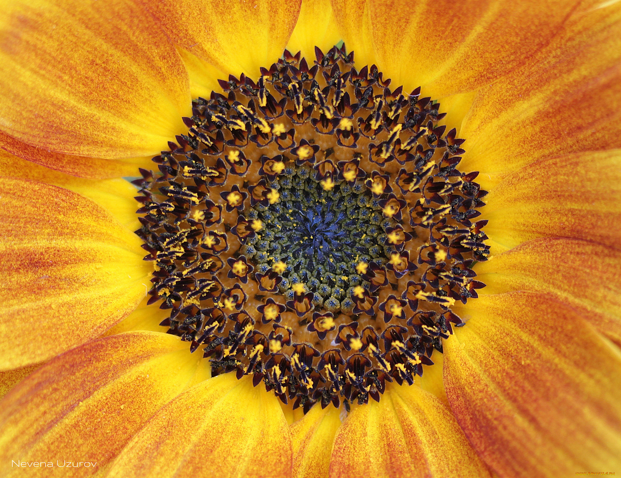 цветы, подсолнухи, макро