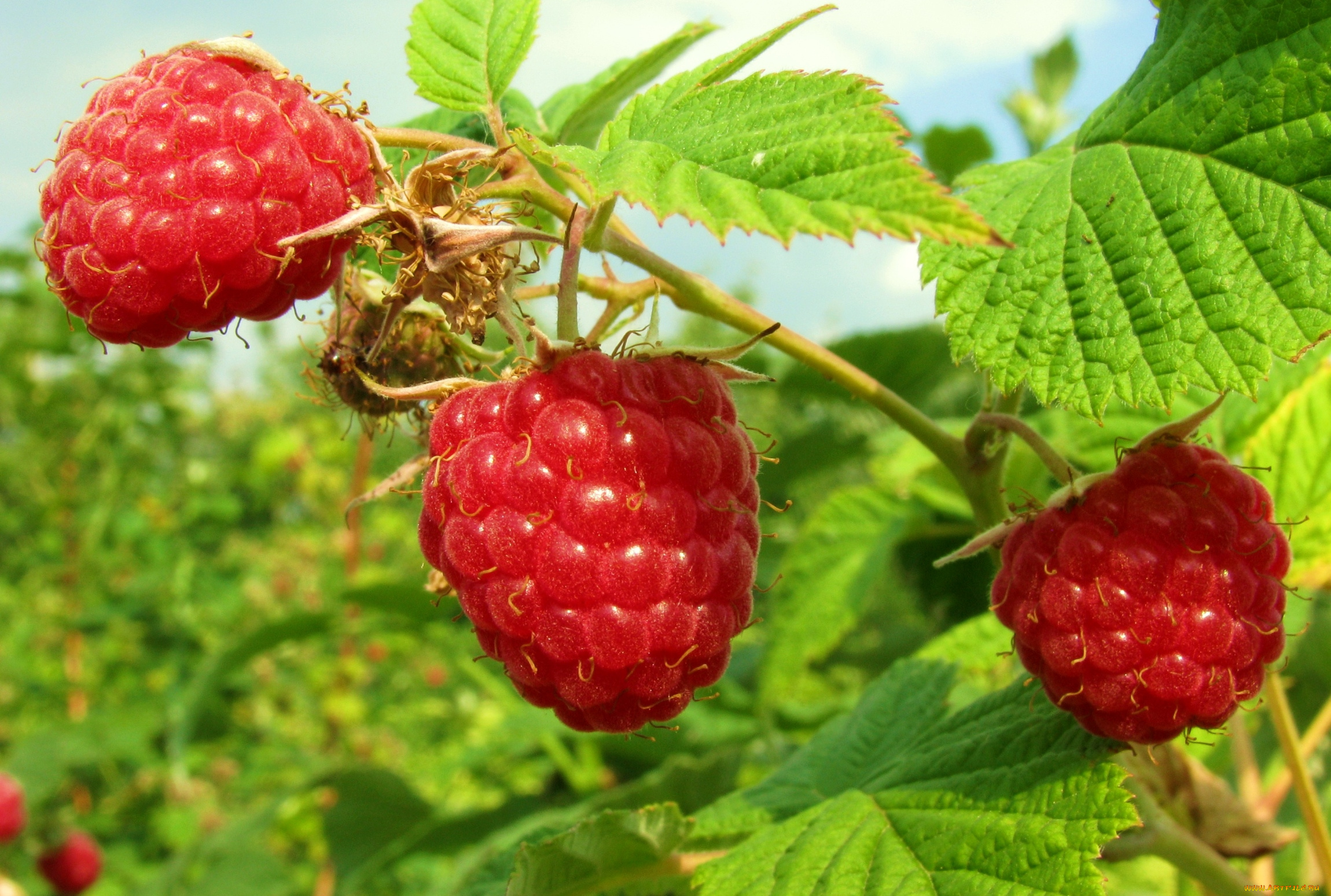 природа, Ягоды, малина