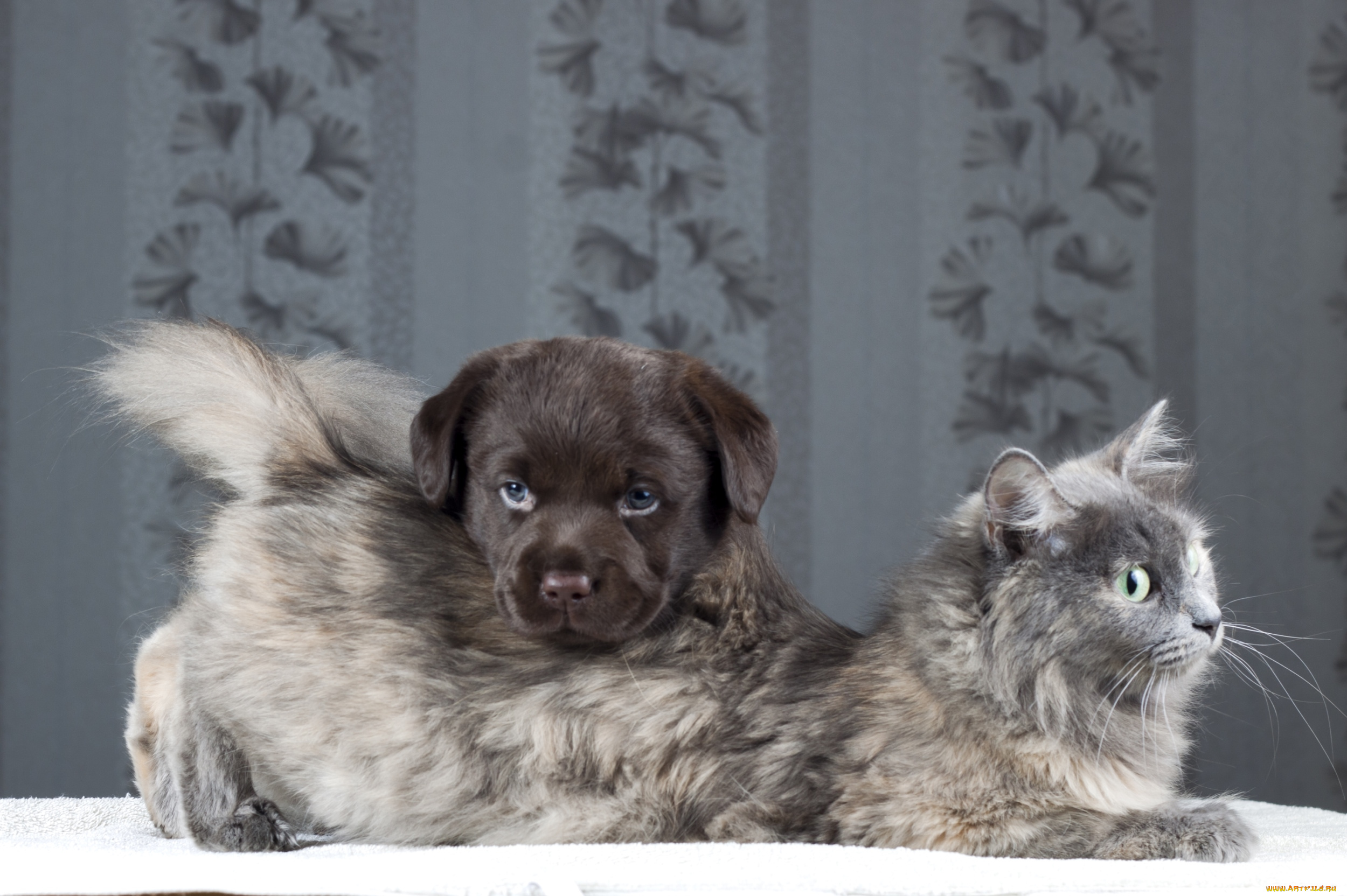 животные, разные, вместе, щенок, лабрадор, кот, собака