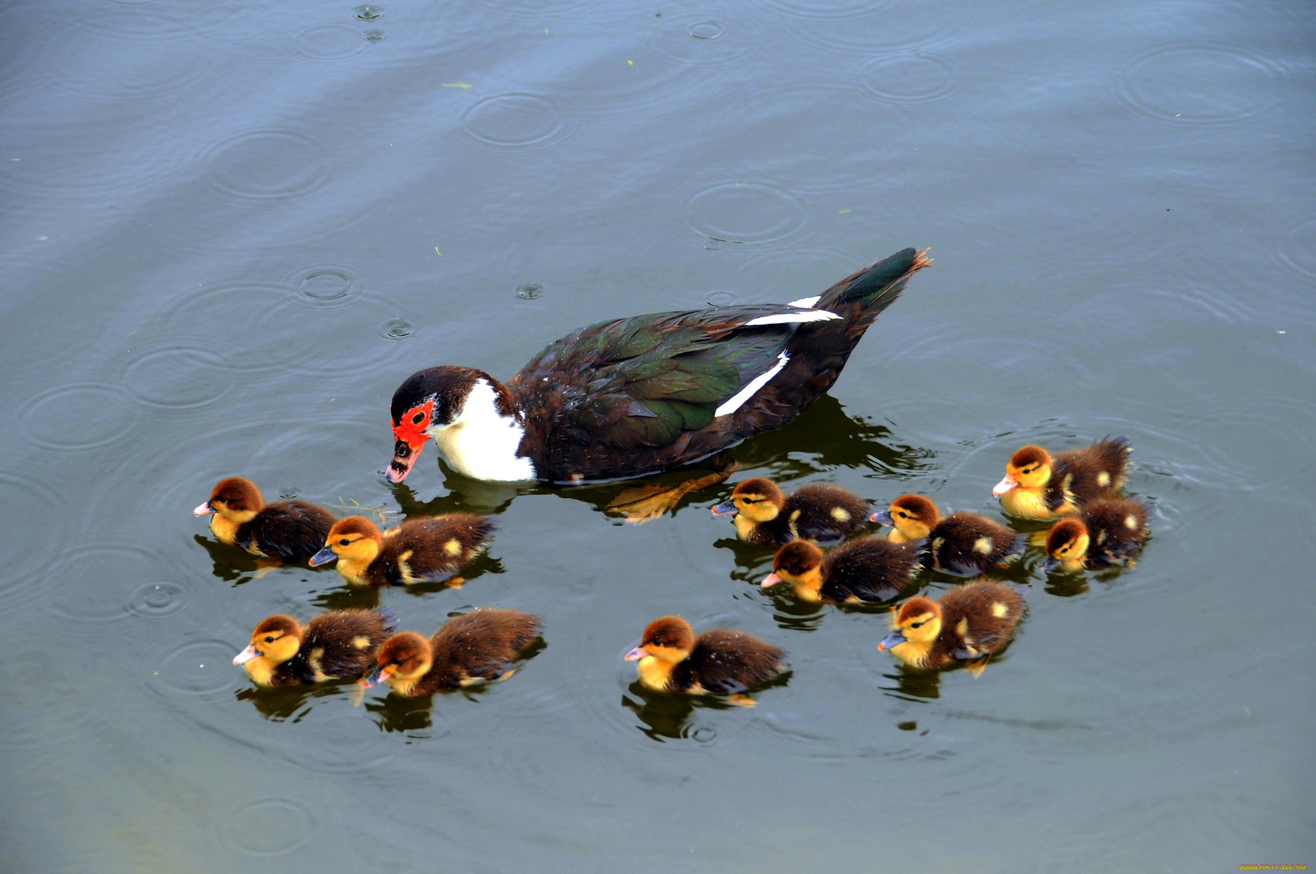животные, утки, утята, семейка
