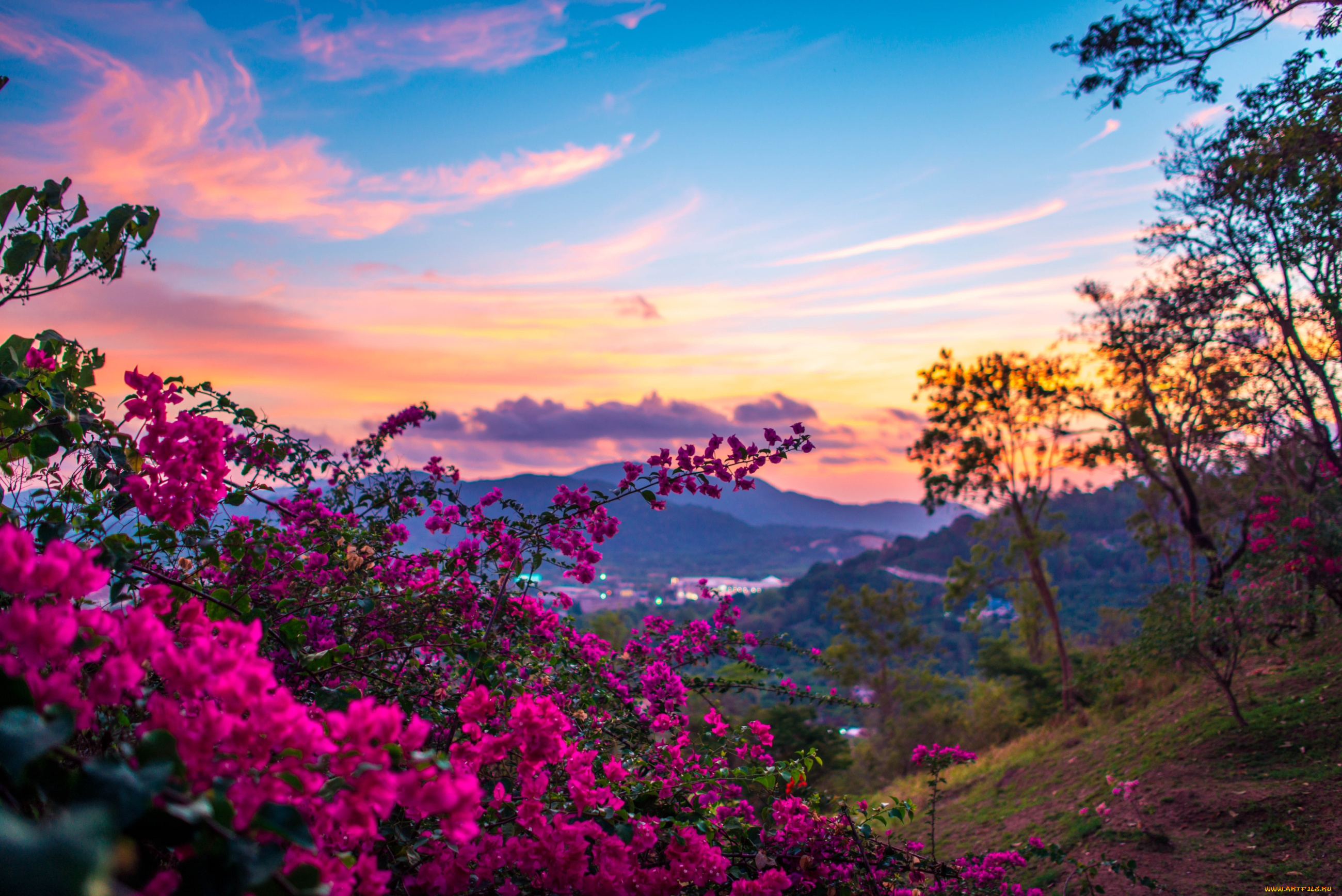 природа, пейзажи, небо, бугенвиллея