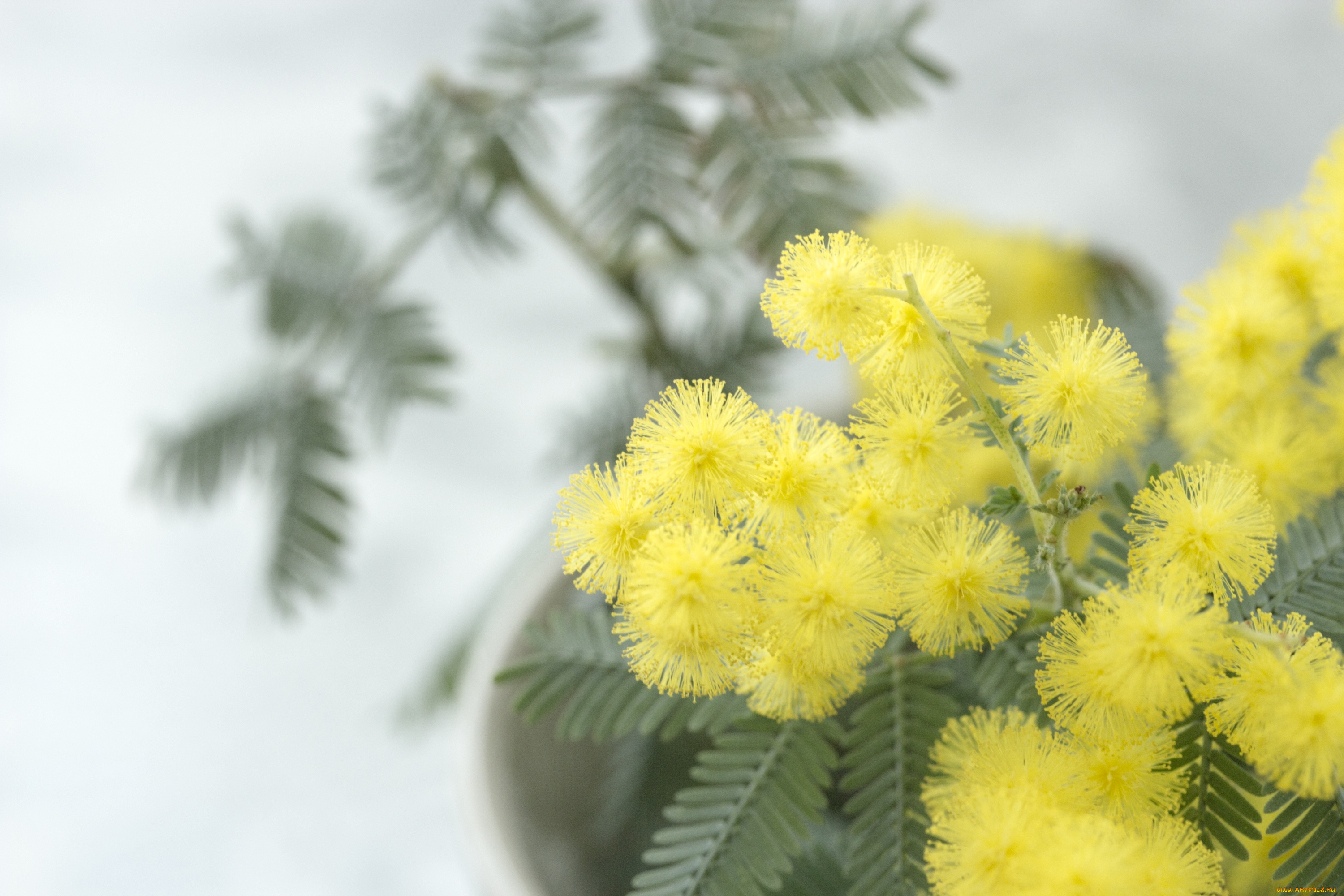 цветы, мимоза, пушистики