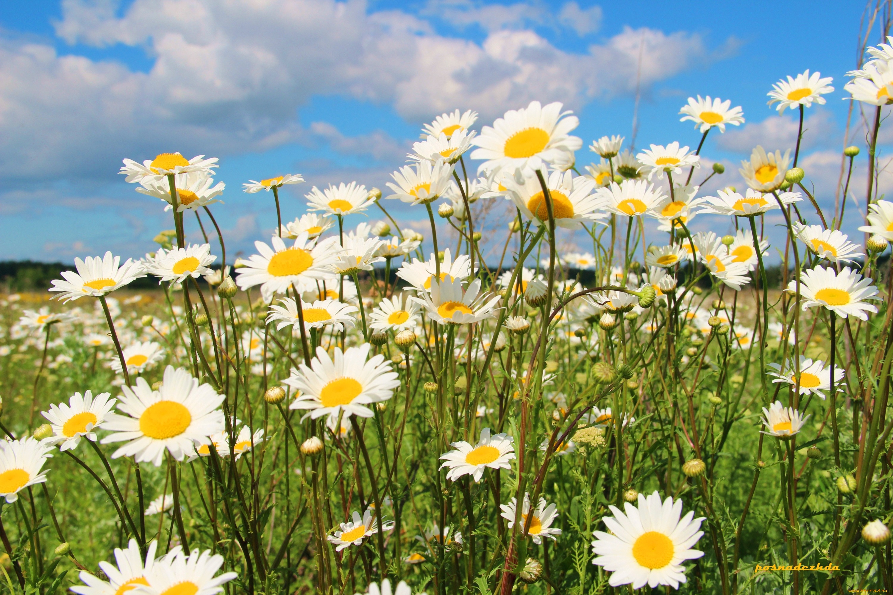 цветы, ромашки, луг, лето