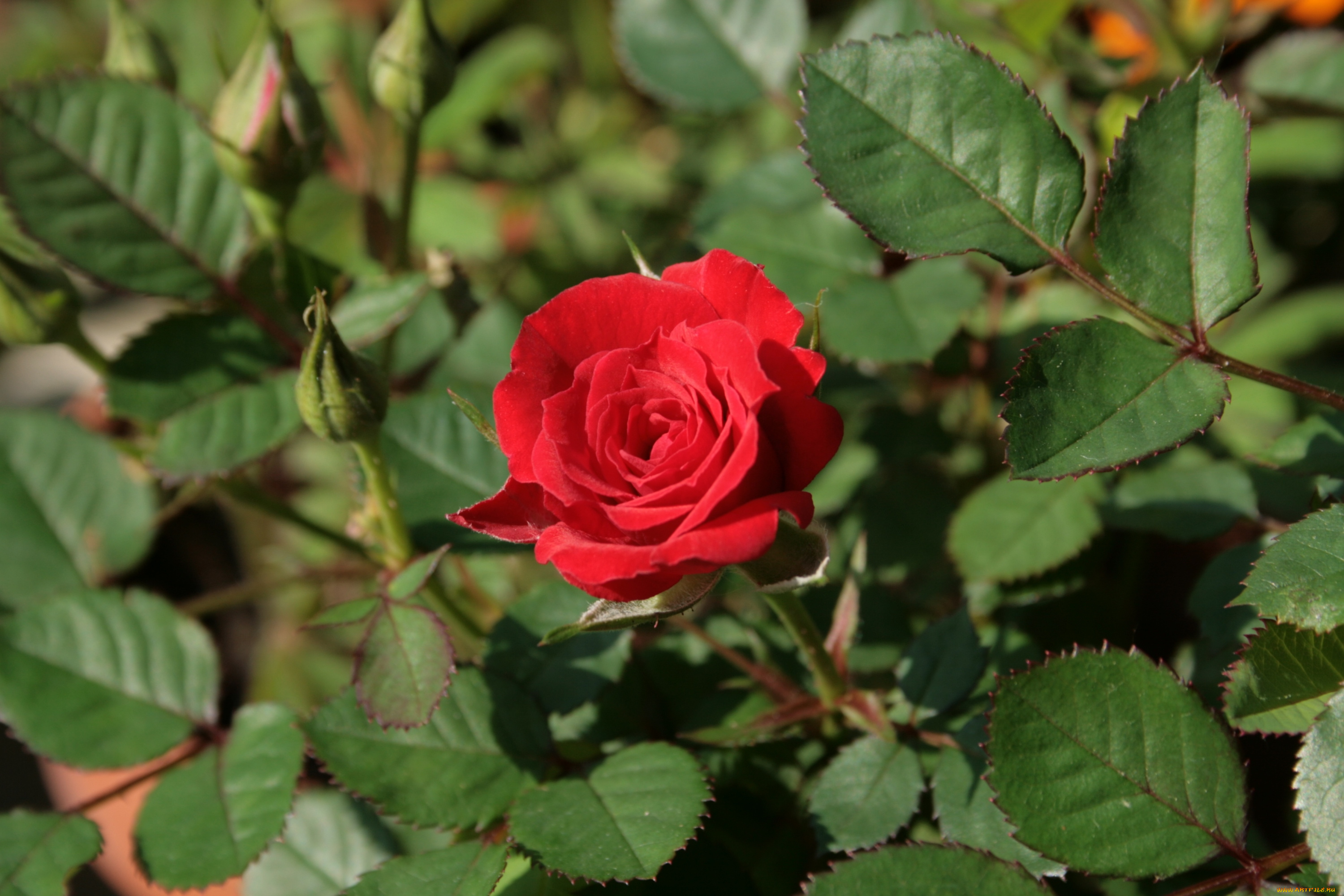 цветы, розы, красный