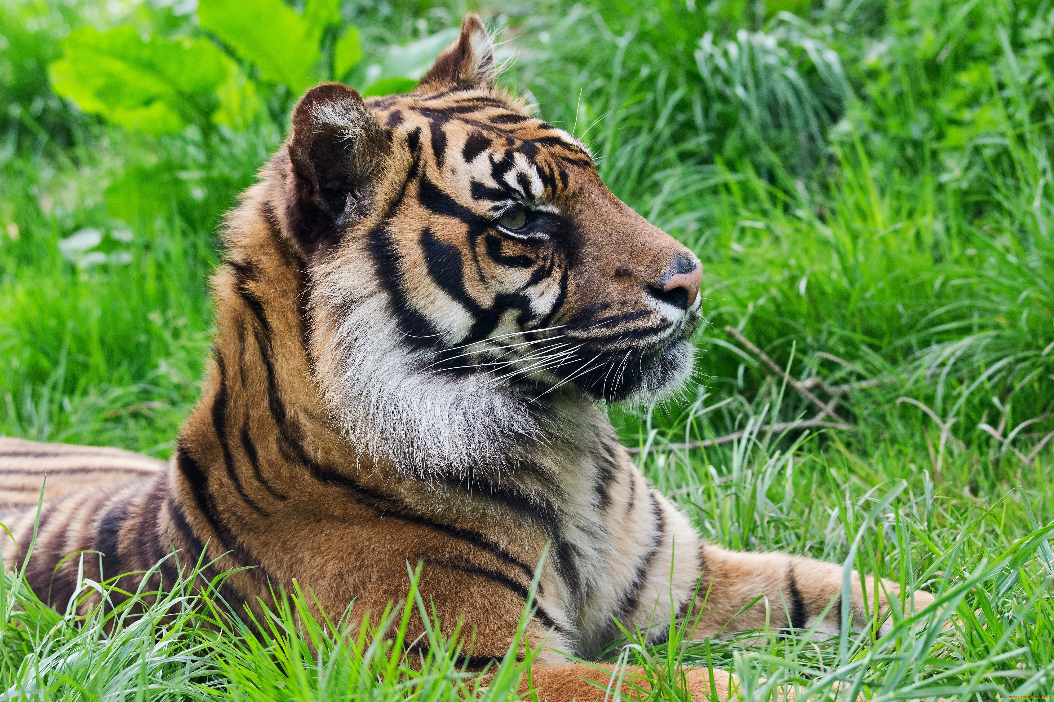 животные, тигры, тигр