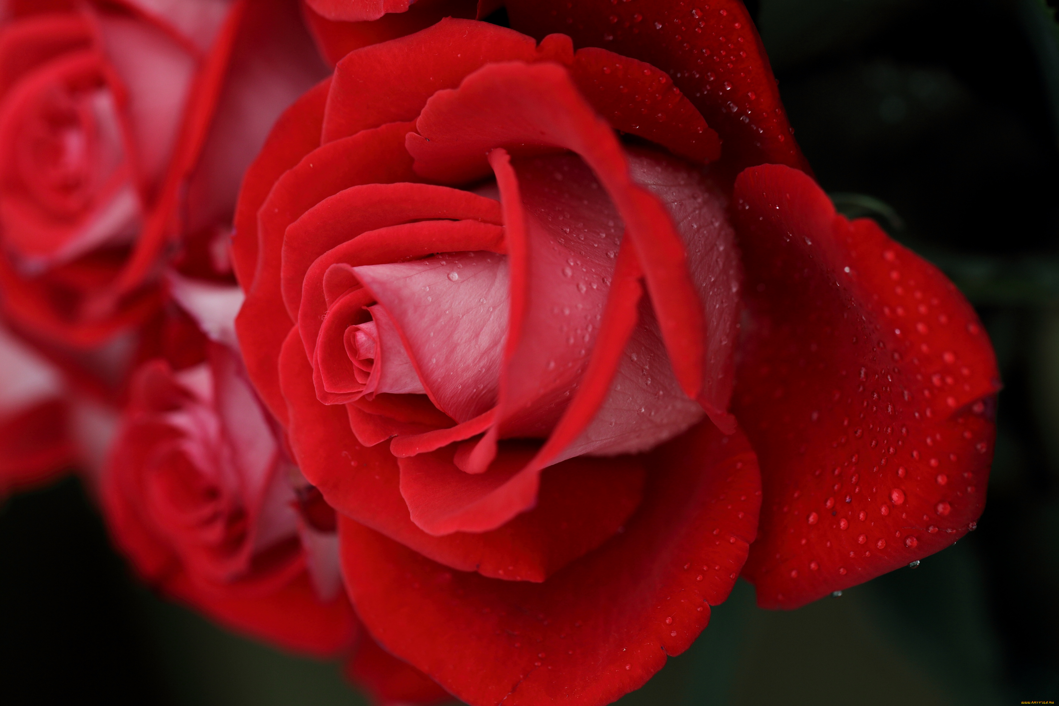 цветы, розы, лепестки