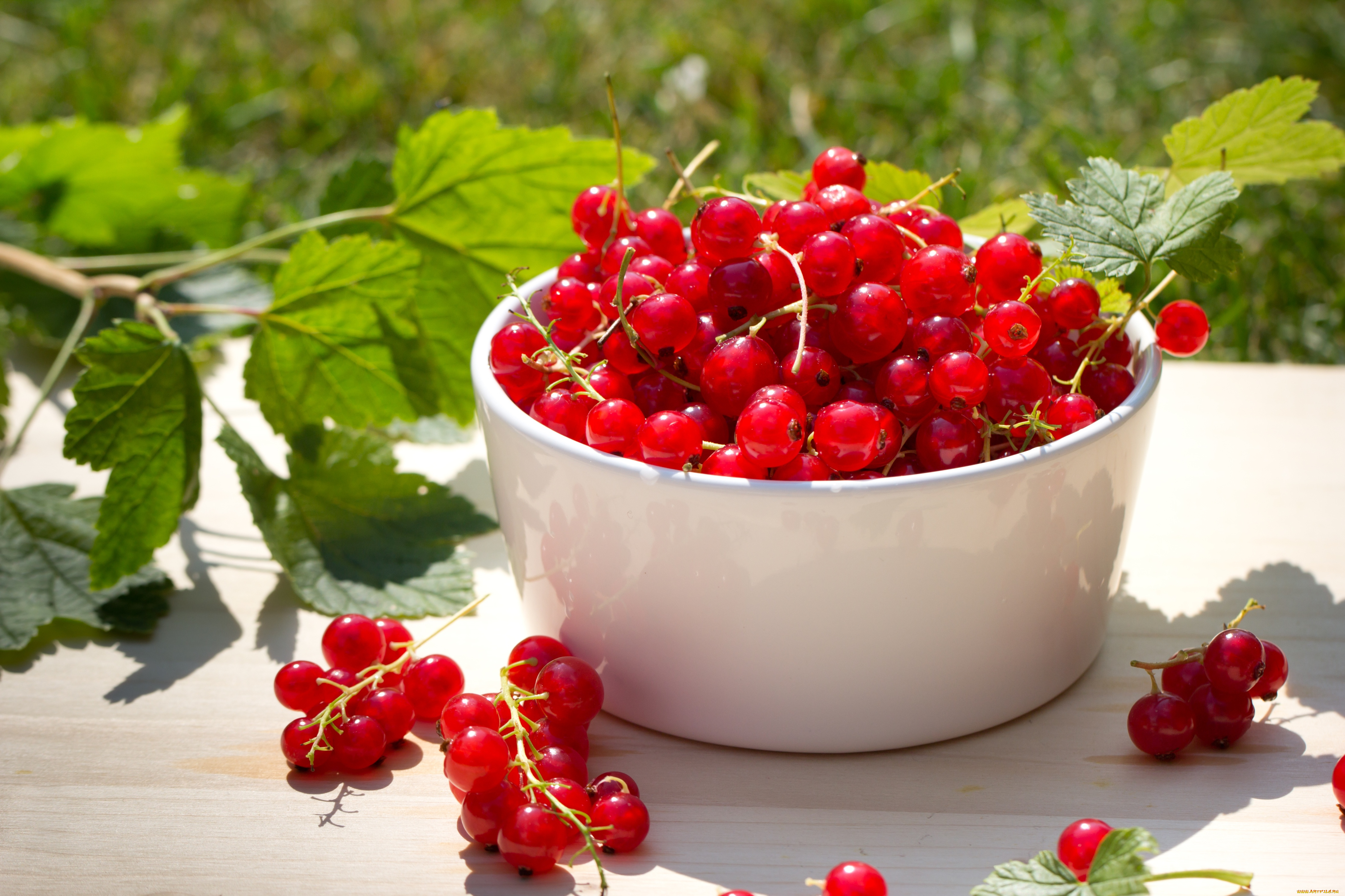 еда, смородина, красная