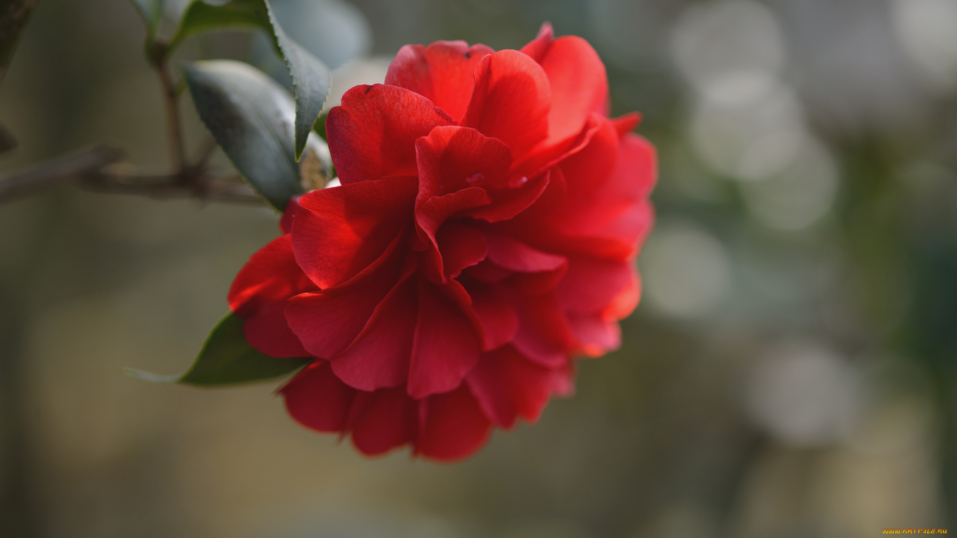 цветы, камелии, листья, красная, камелия, цветок, ветка