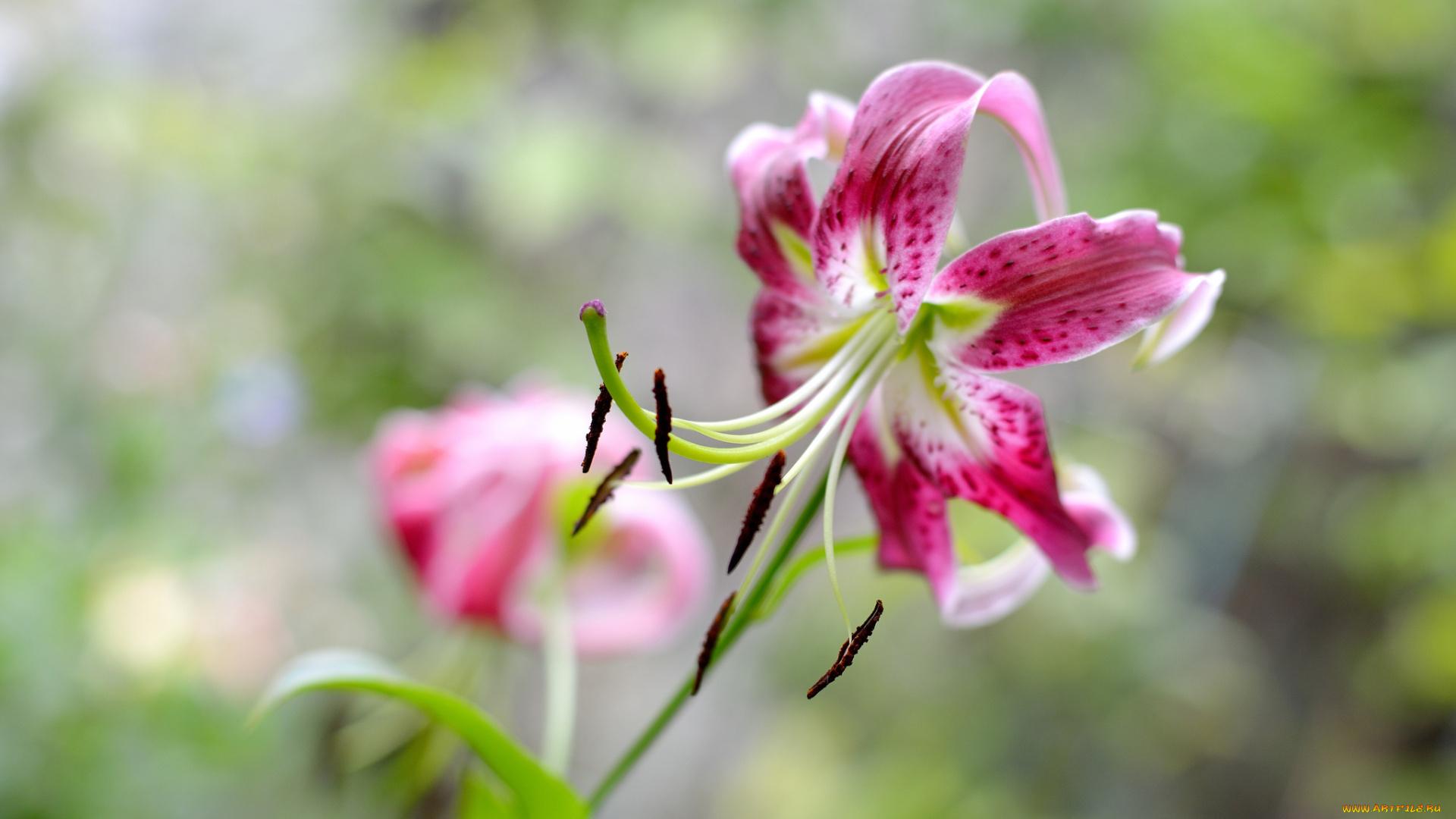 цветы, лилии, , лилейники, розовая, лилия, цветение