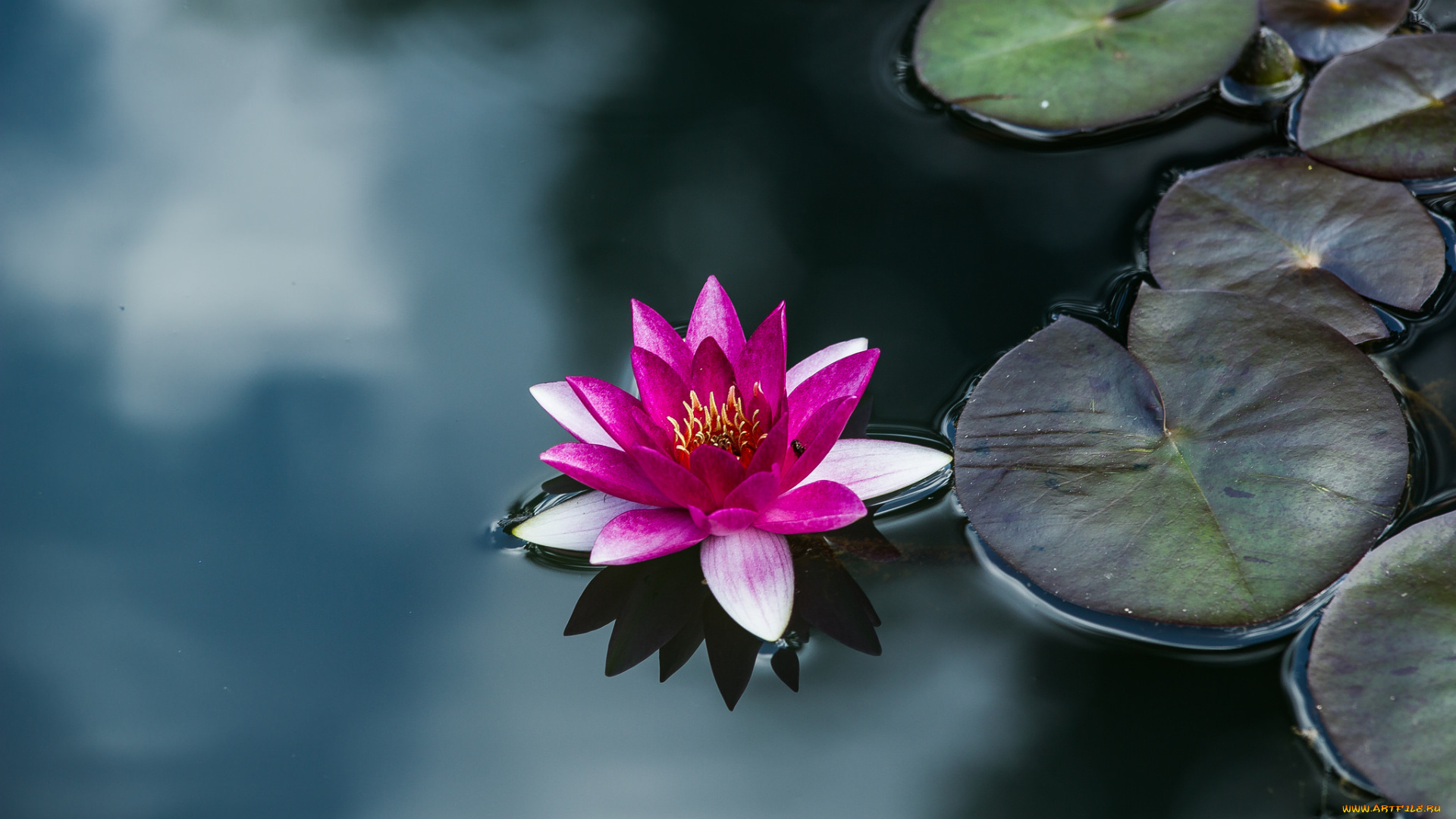 цветы, лилии, водяные, , нимфеи, , кувшинки, водяные, лилии, вода, листья