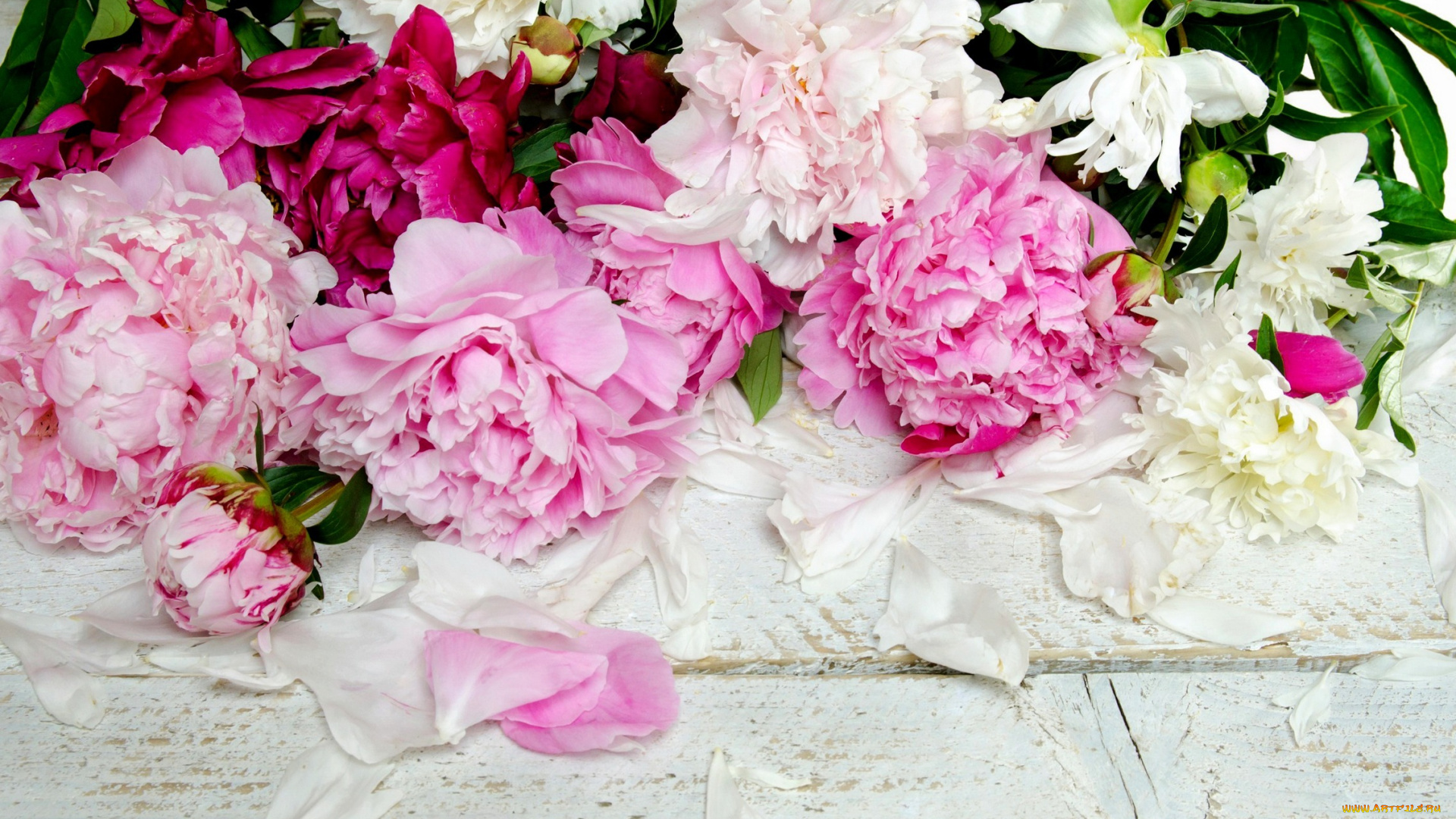 цветы, пионы, бутоны, лепестки