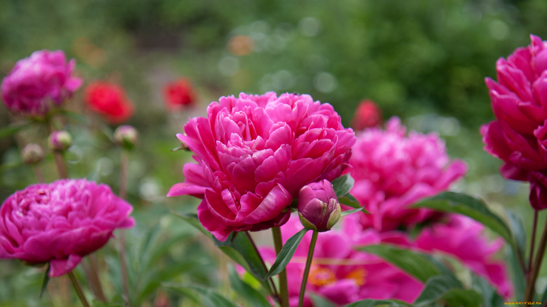 цветы, пионы, листья, бутоны