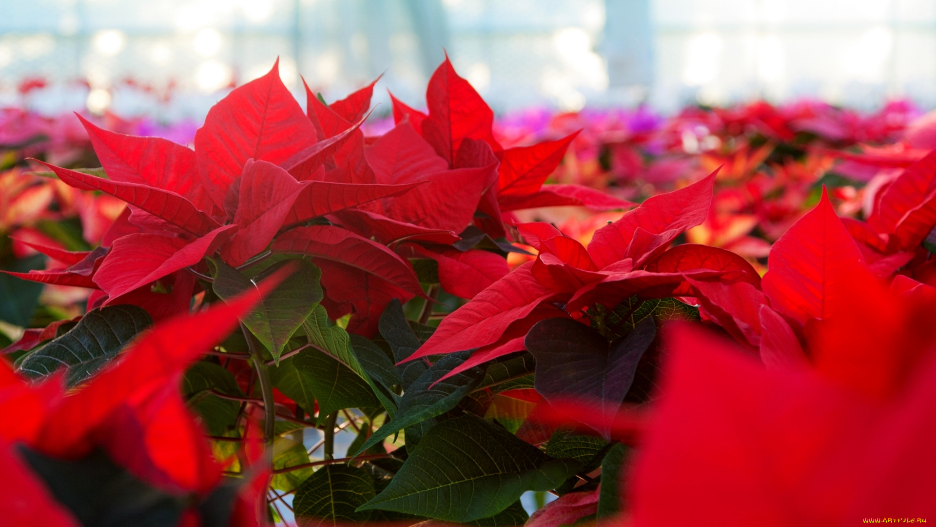 цветы, пуансеттия, пуансетия, красная, цветение