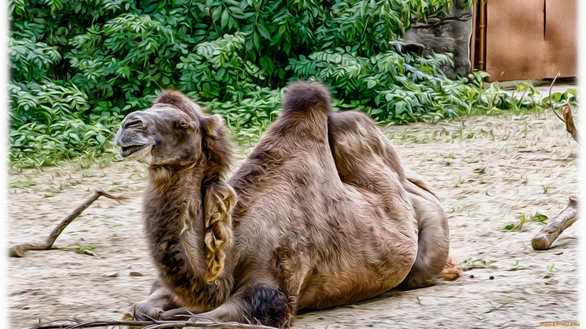 разное, компьютерный, дизайн, верблюд